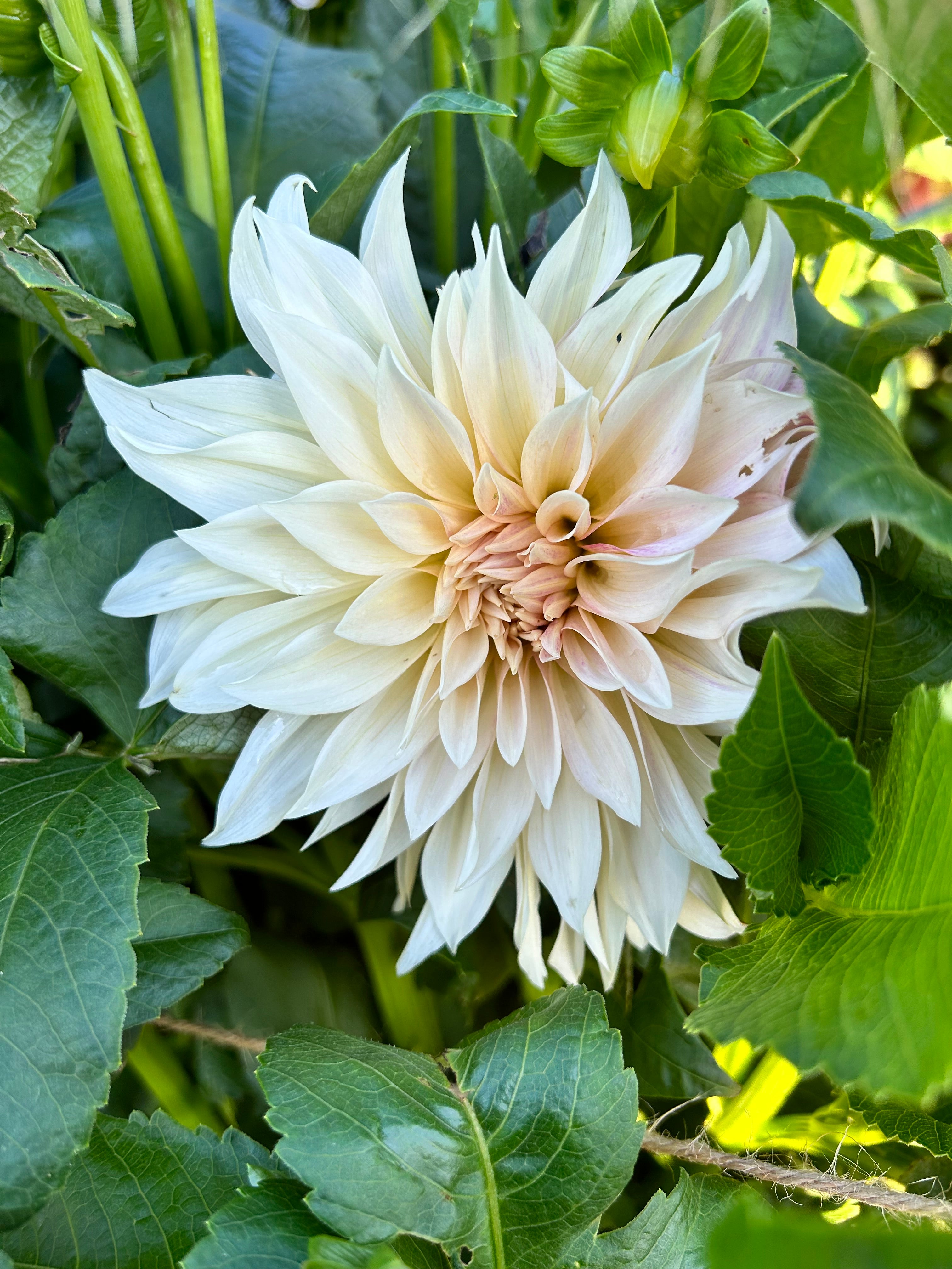 Cafe Au Lait