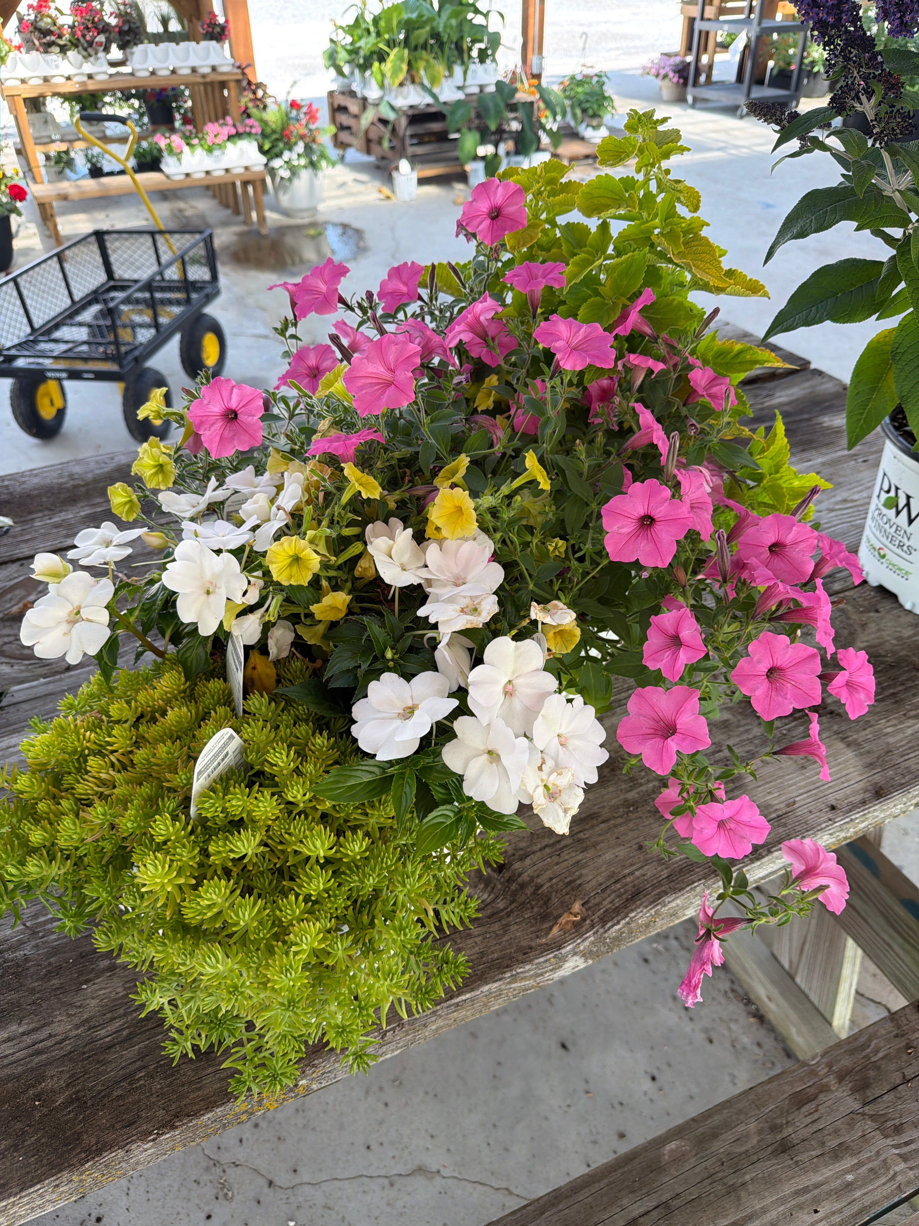 Lime coleus, supertunias, sun patiens, lemon coral bundle