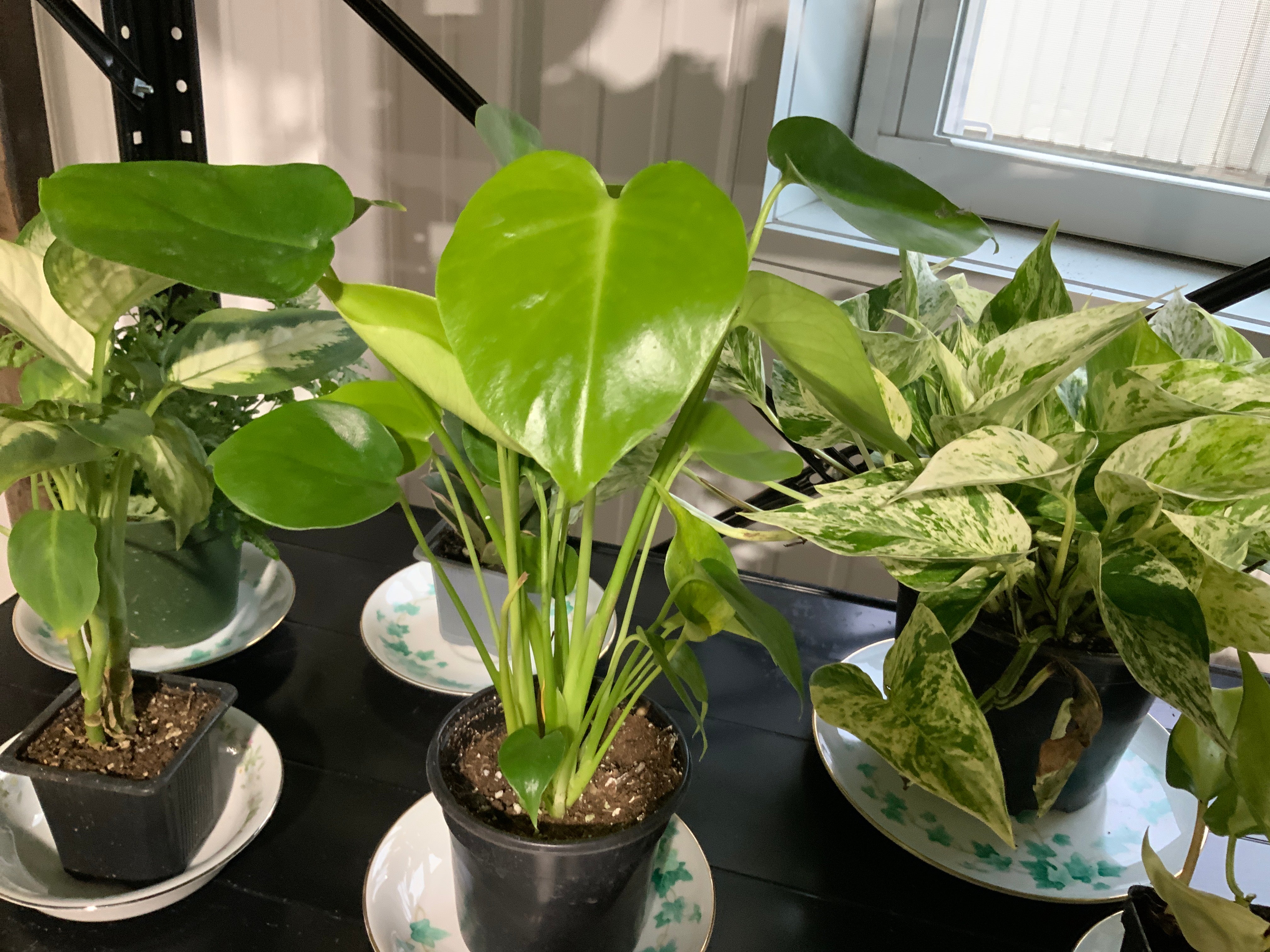 Monstera Deliciosa-4”
