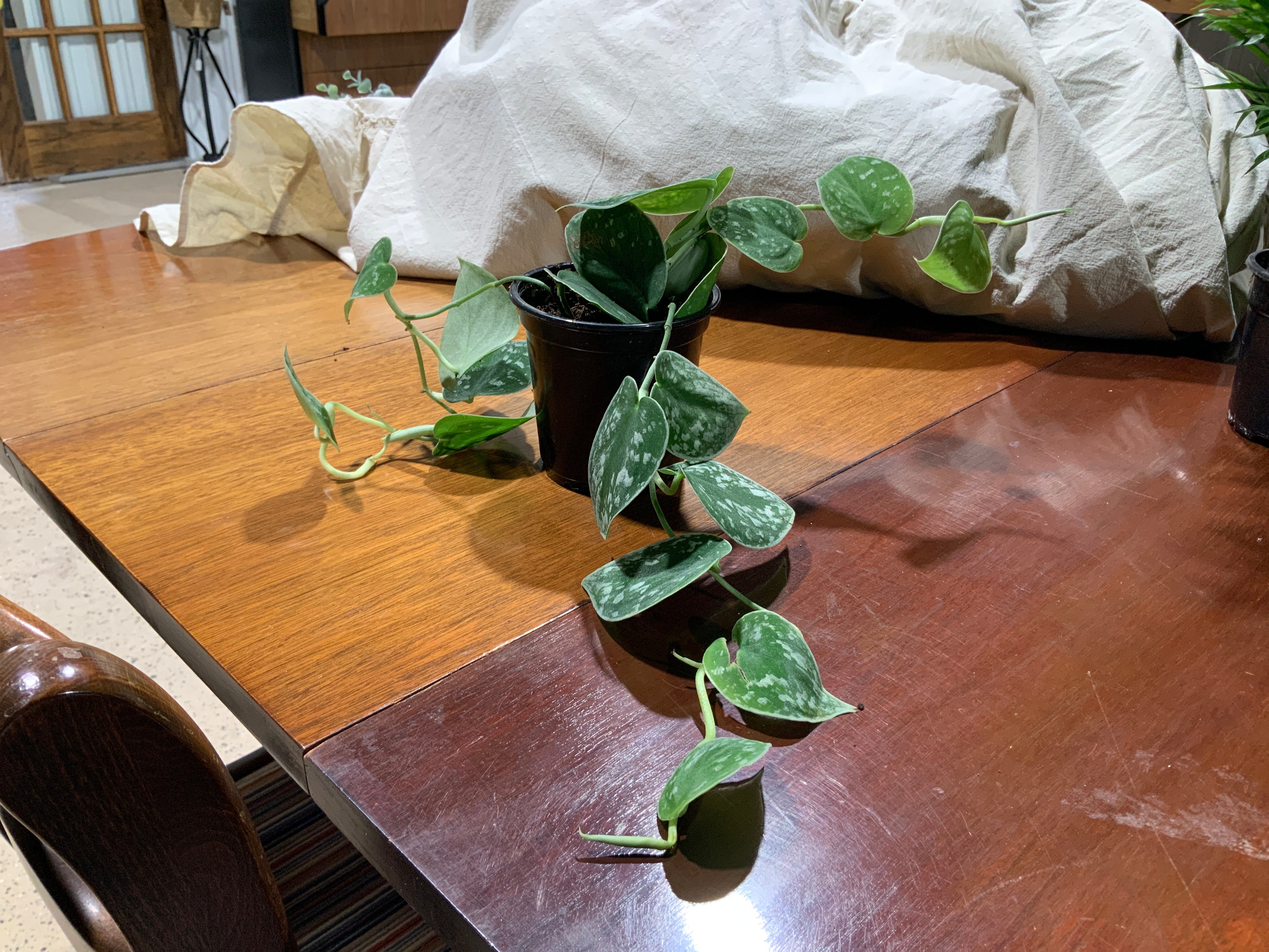 Satin Pothos- 4inch