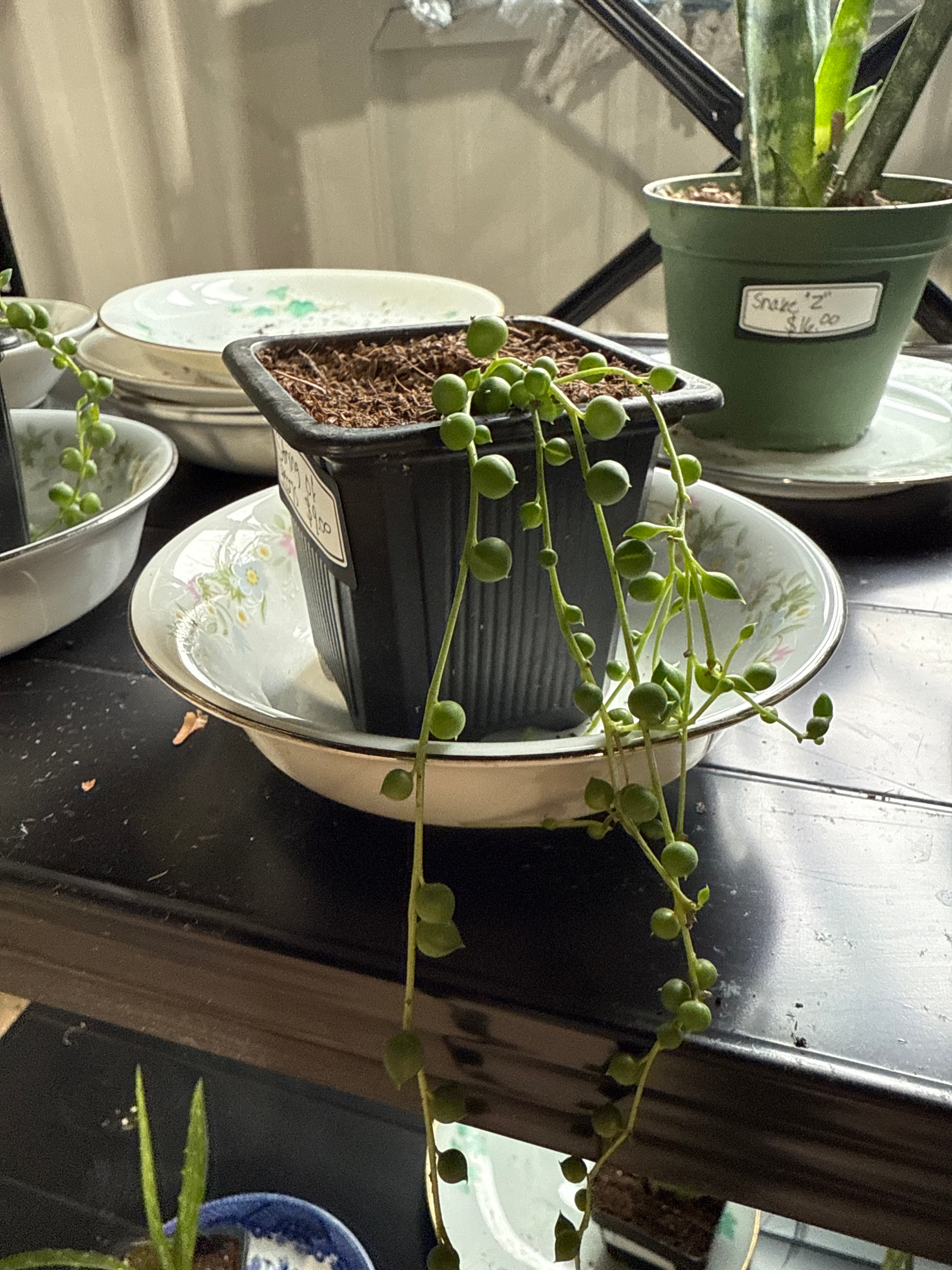 String of Pearls- 3 inch