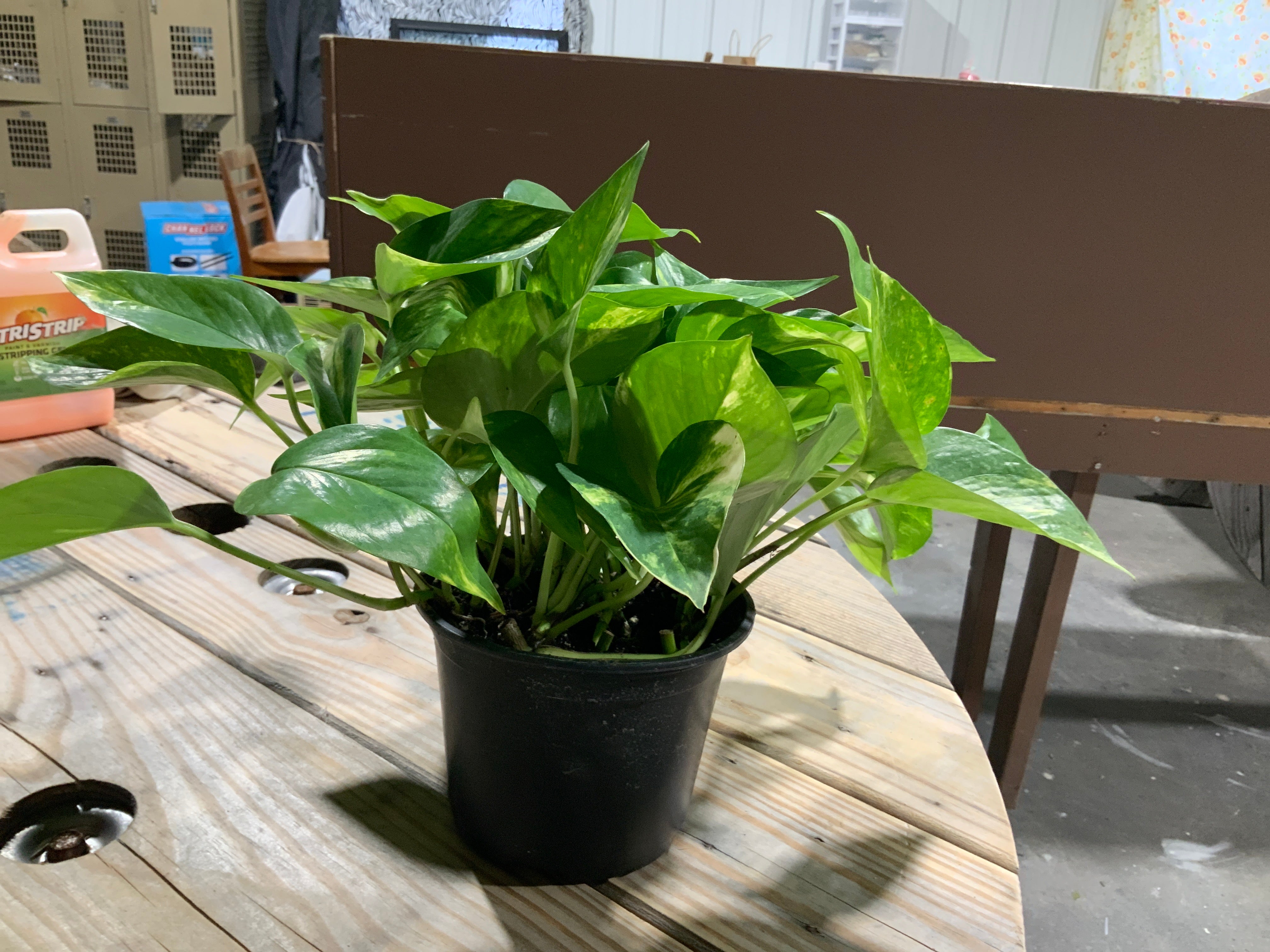 Golden Pothos- 6”