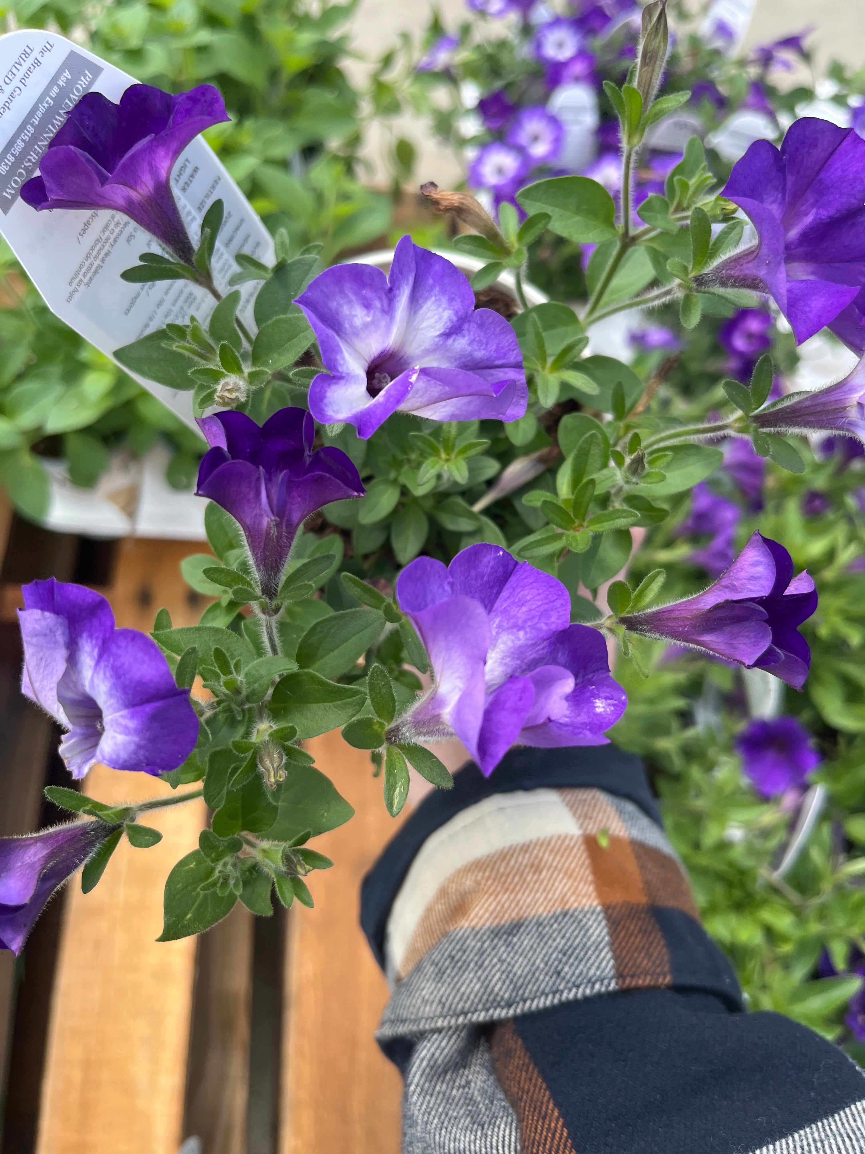 lavender petunia flower Supertunia Blue Tiara – Proven Winners® Mounded Petunia – Lavender-Blue Annual Flower