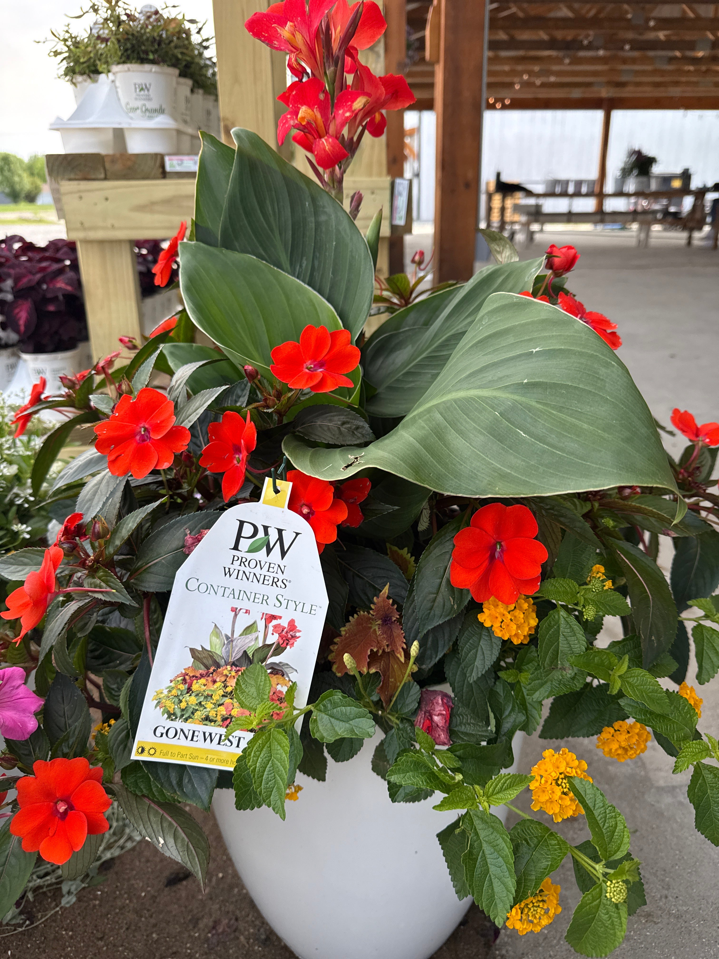 Gone West Premium Pot (PROVEN WINNERS®)