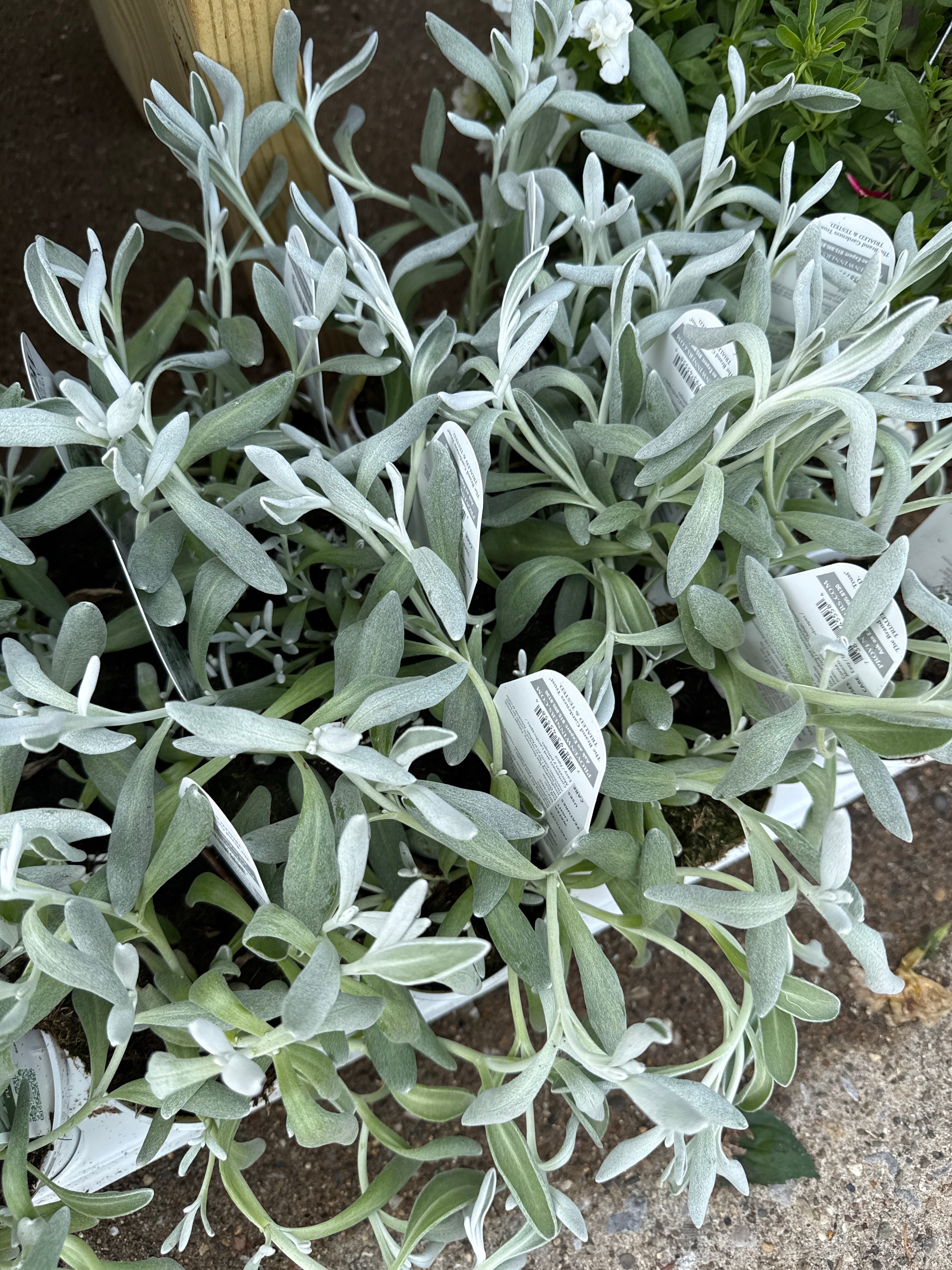 Silver River Didelta