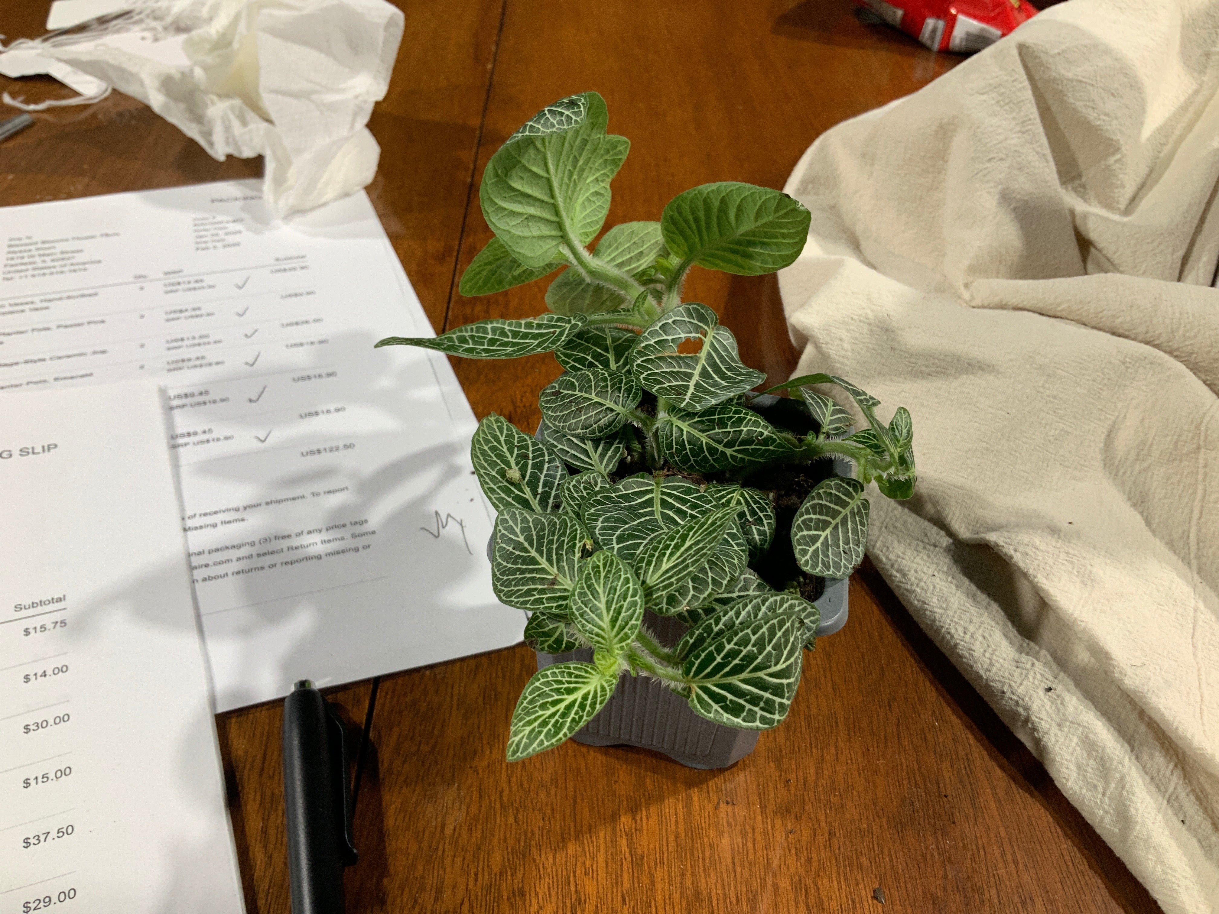 Fittonia White Nerve- 3” “spider plant”
