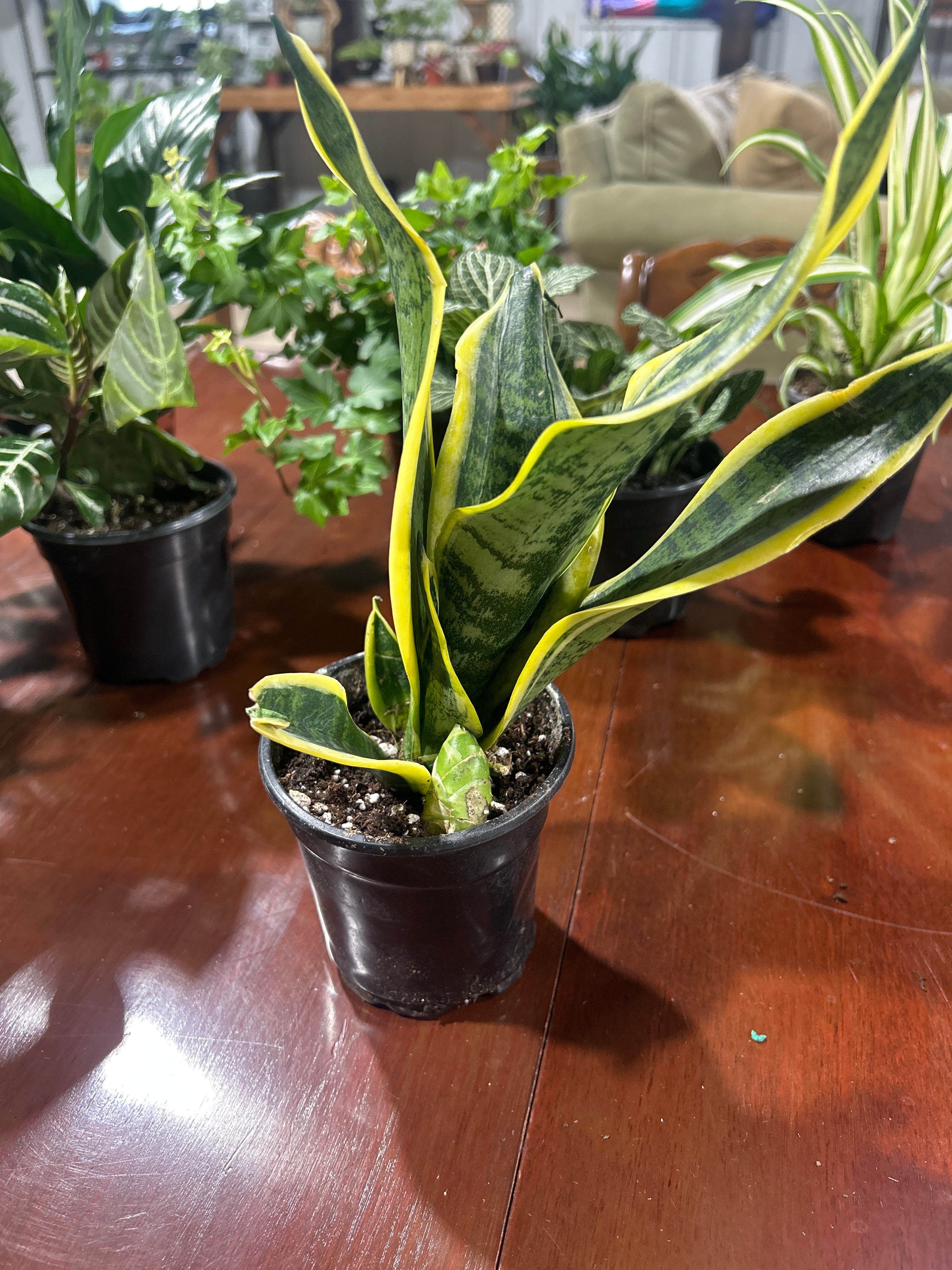 Snake Laurentii 4”