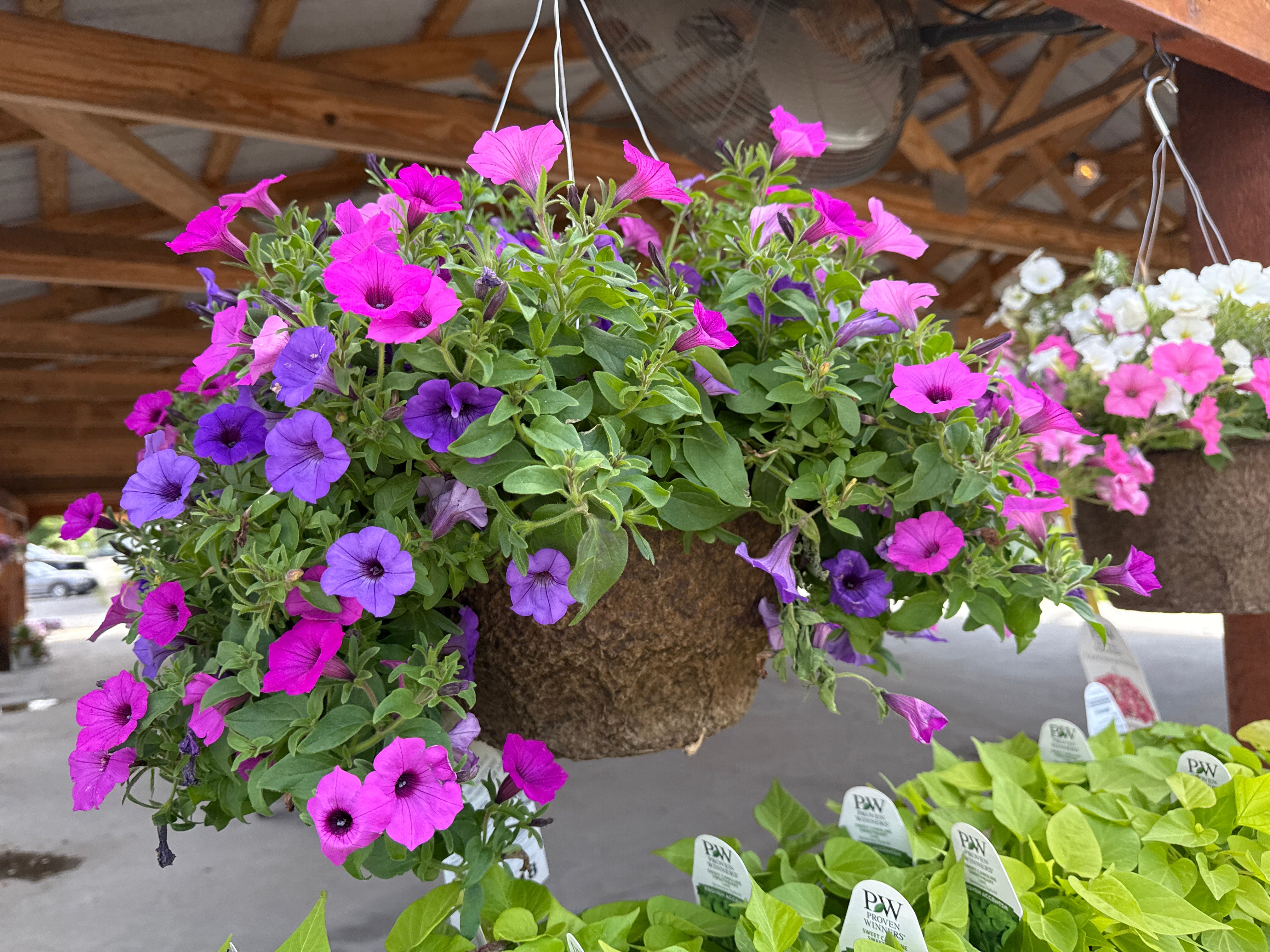Drift of Mist Hanging Basket (PROVEN WINNERS®)