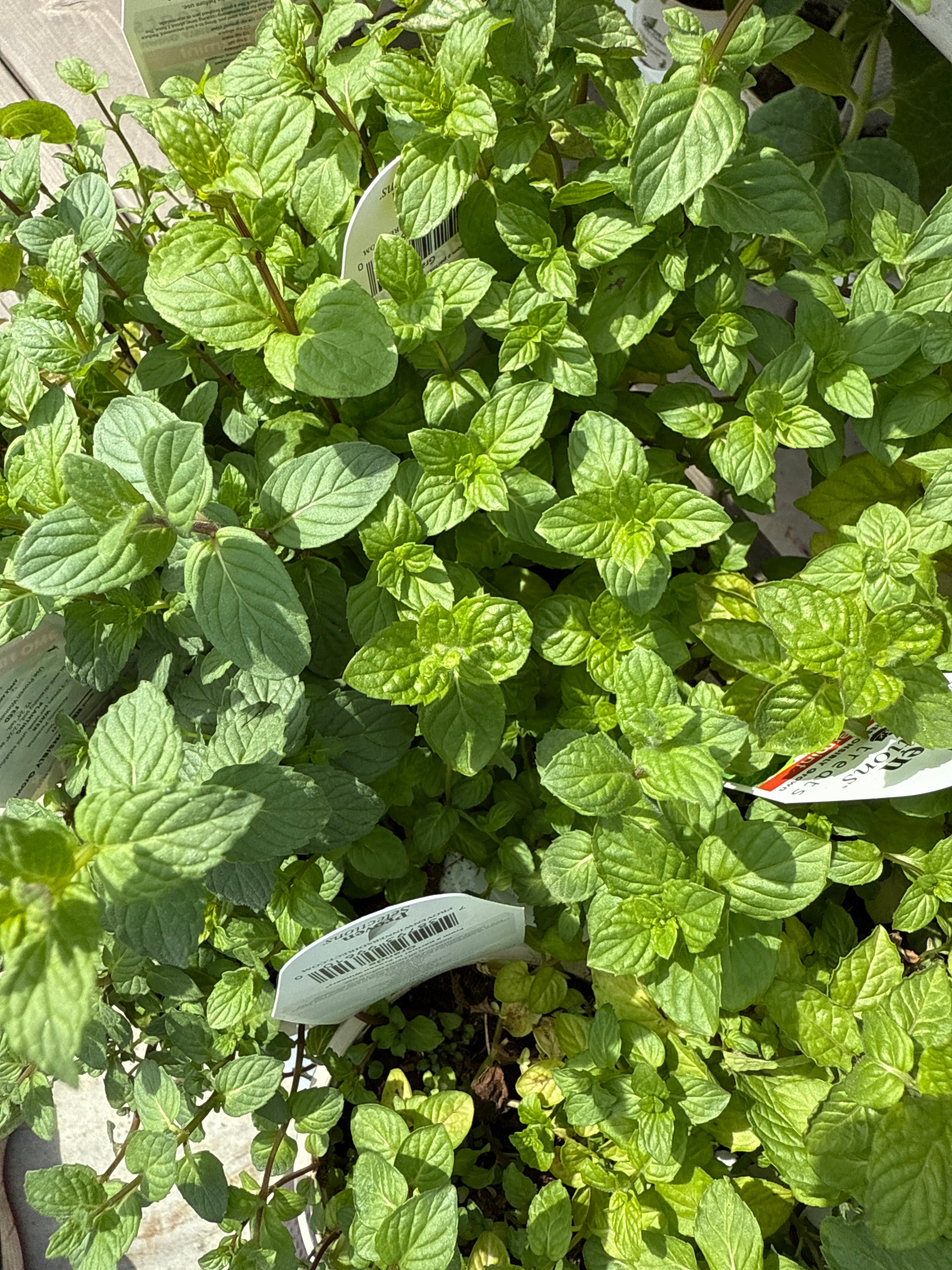 Peppermint