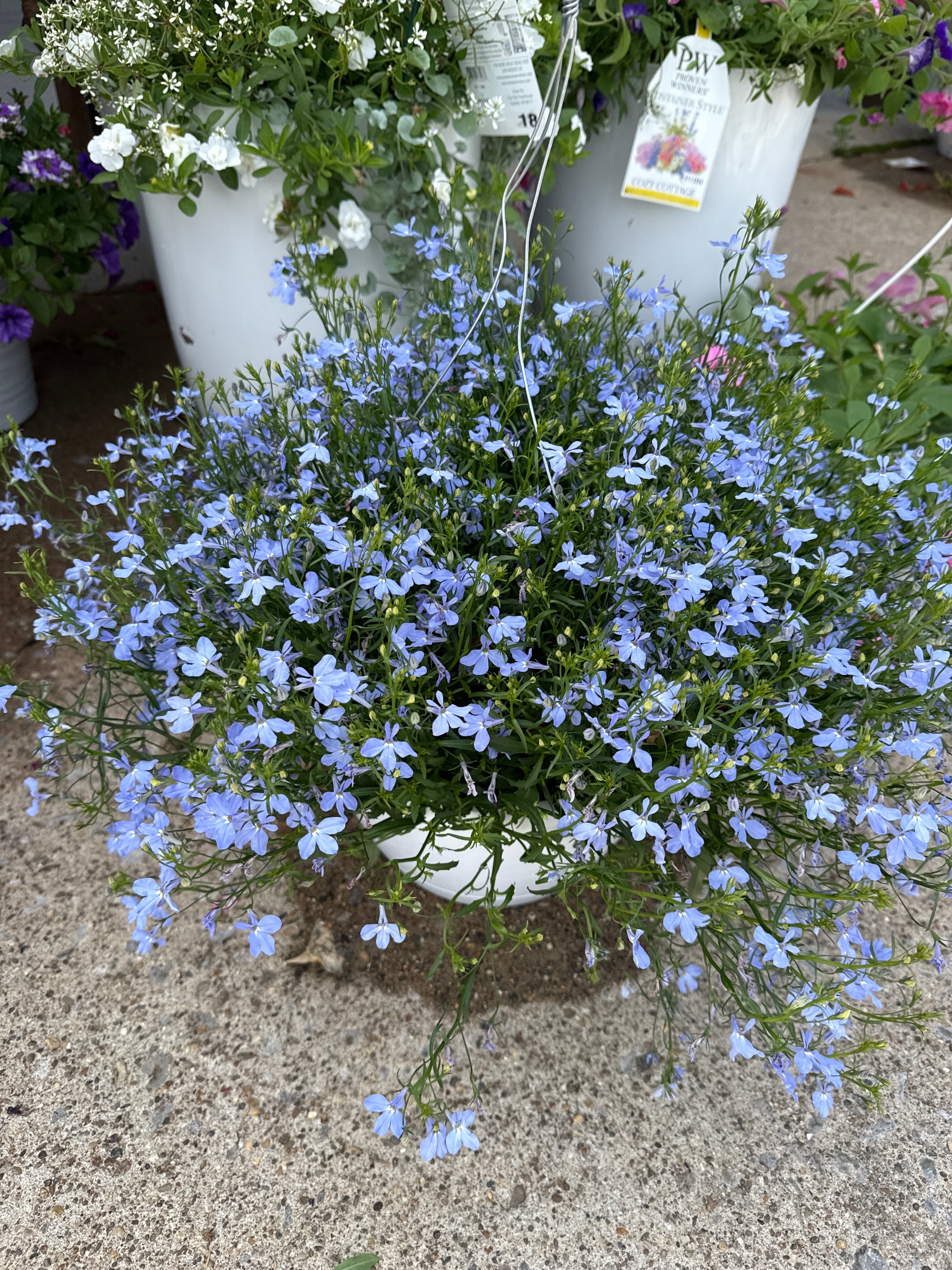blue hanging basket plants Laguna sky blue lobelia hanging basket – Blessed Blooms Flower Farm