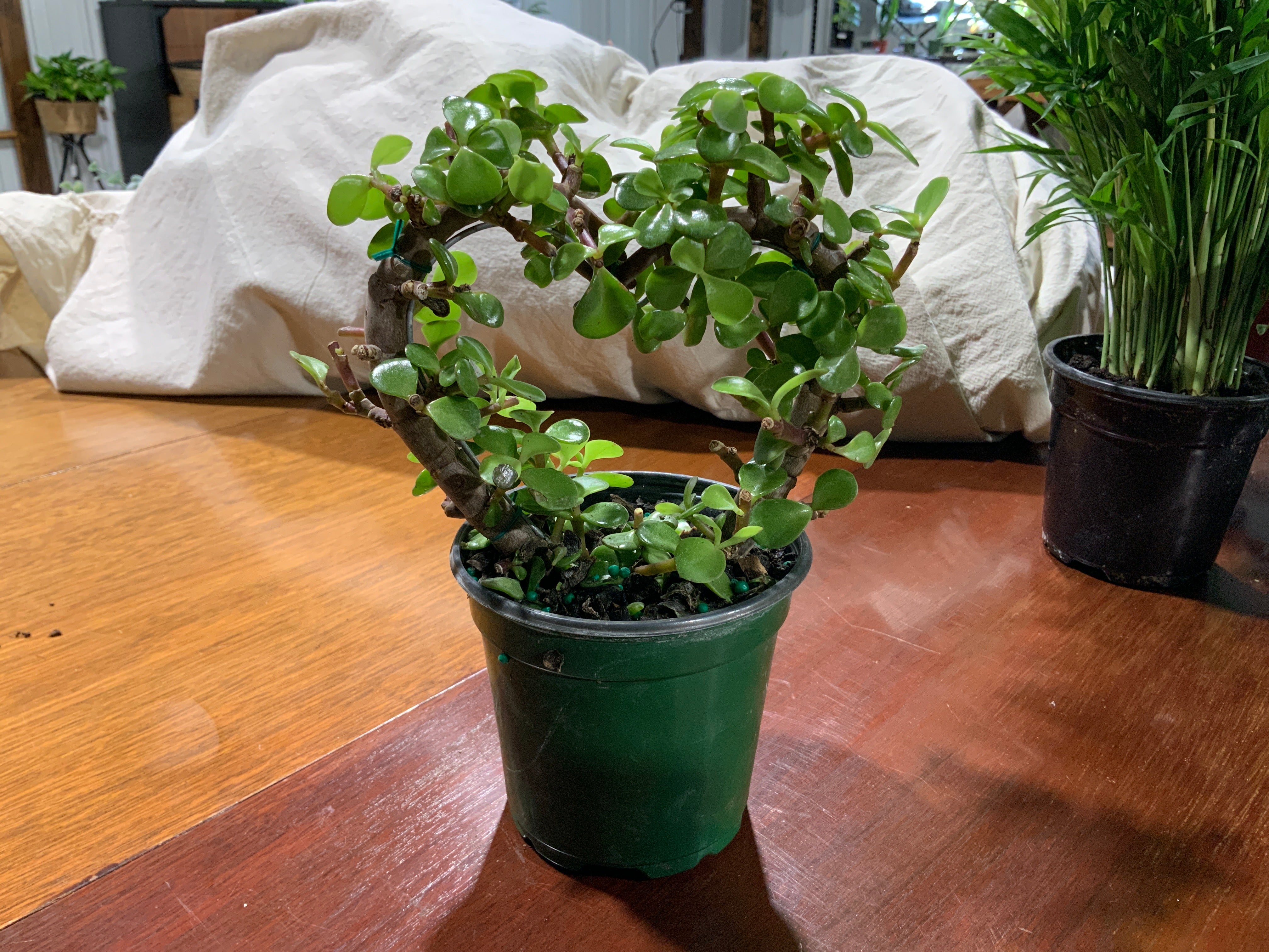 Jade Heart Bonsai- 4inch