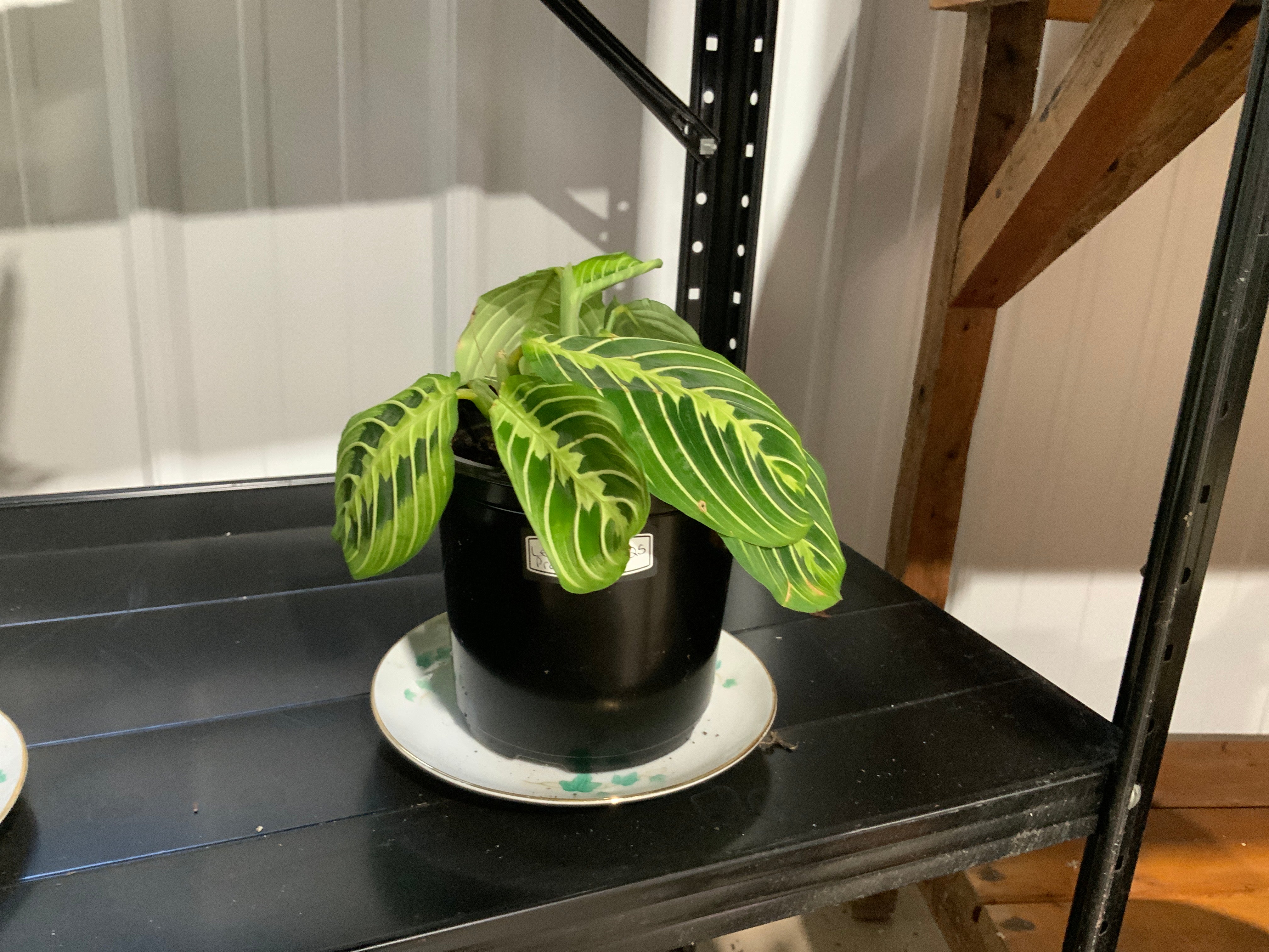 Lemon Lime Prayer Plant- 5 inch