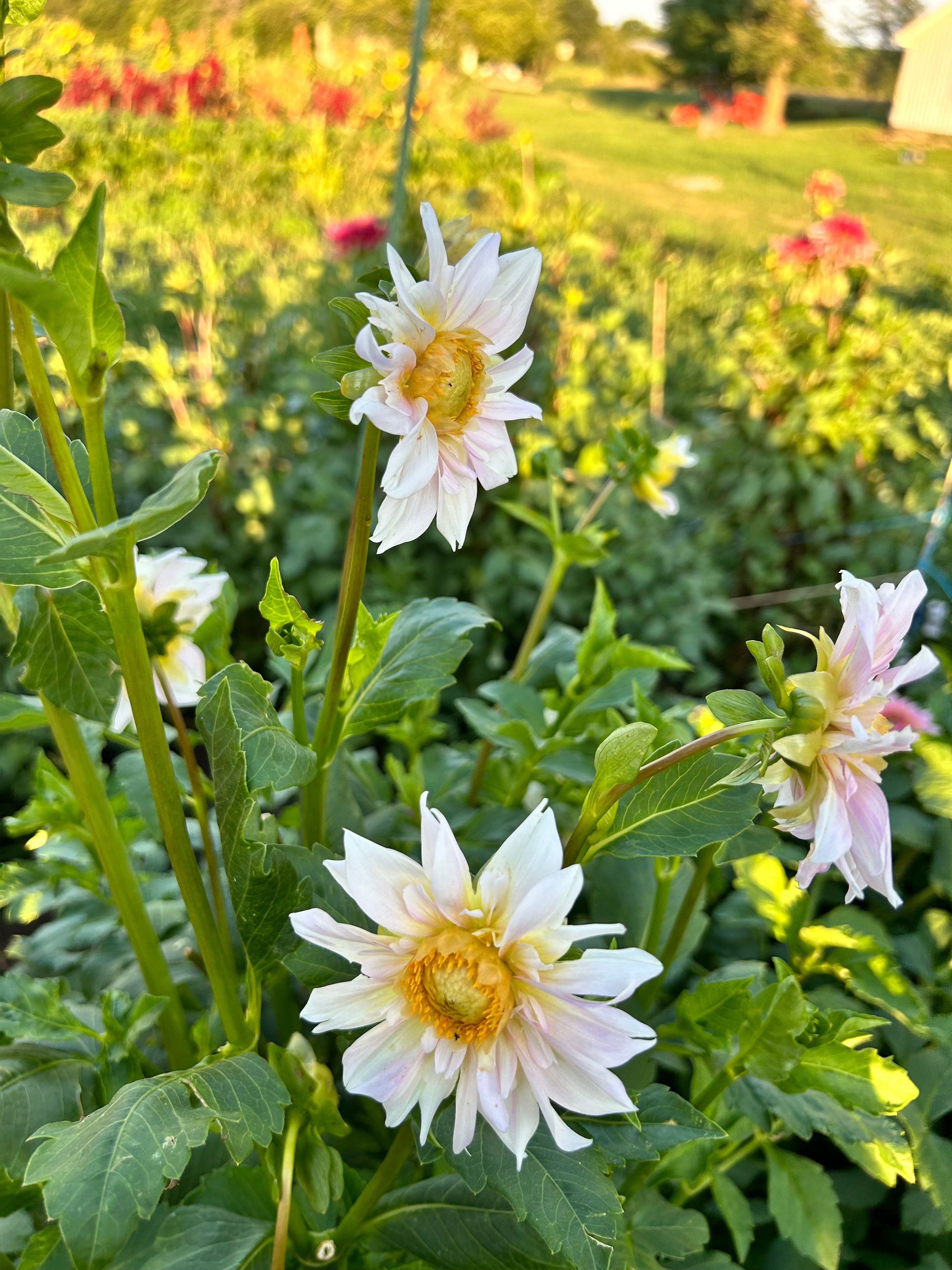 Apple Blossom Dahlia Tuber
