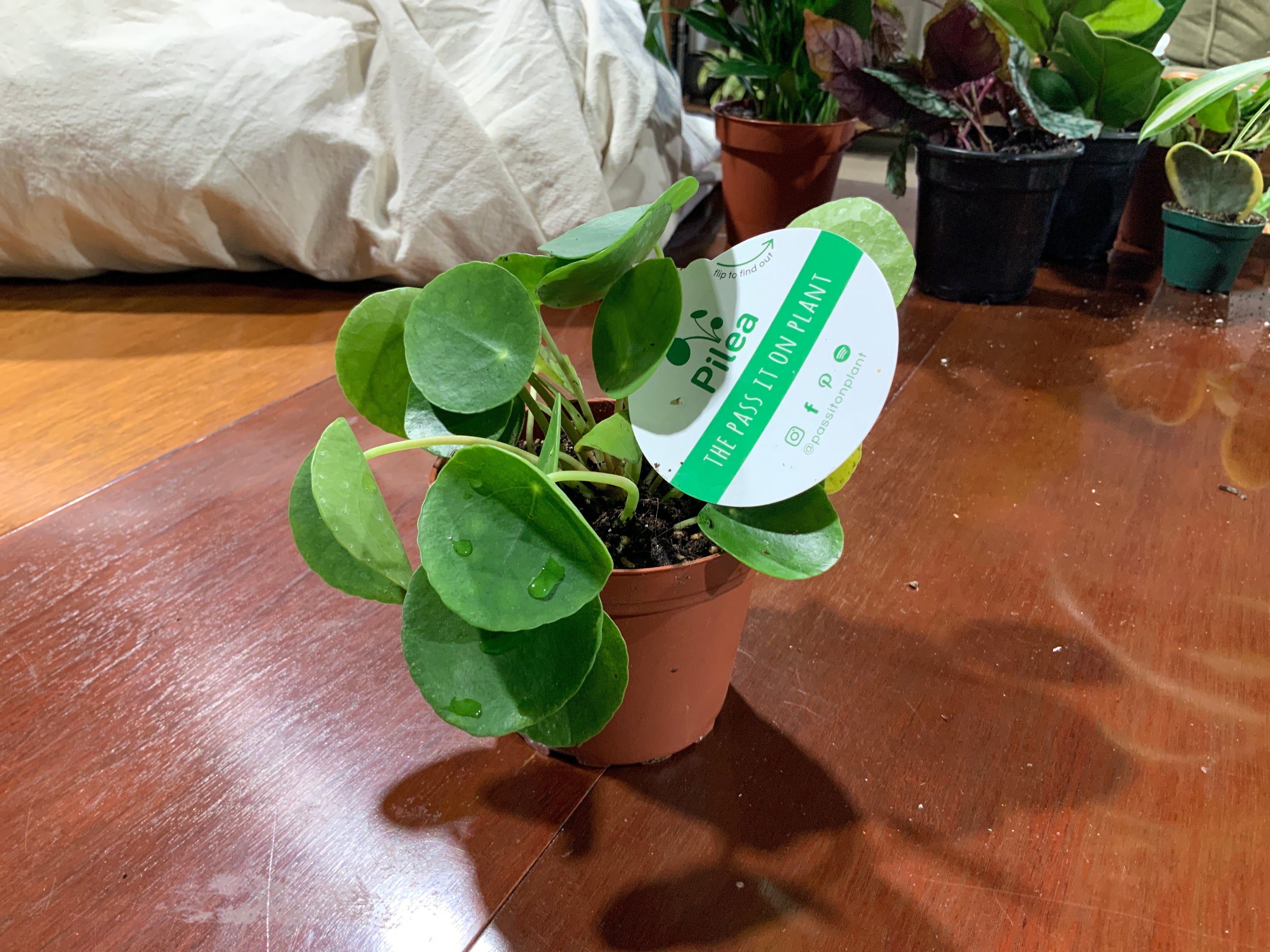 Pilea Peperomiodes- 4 inch
