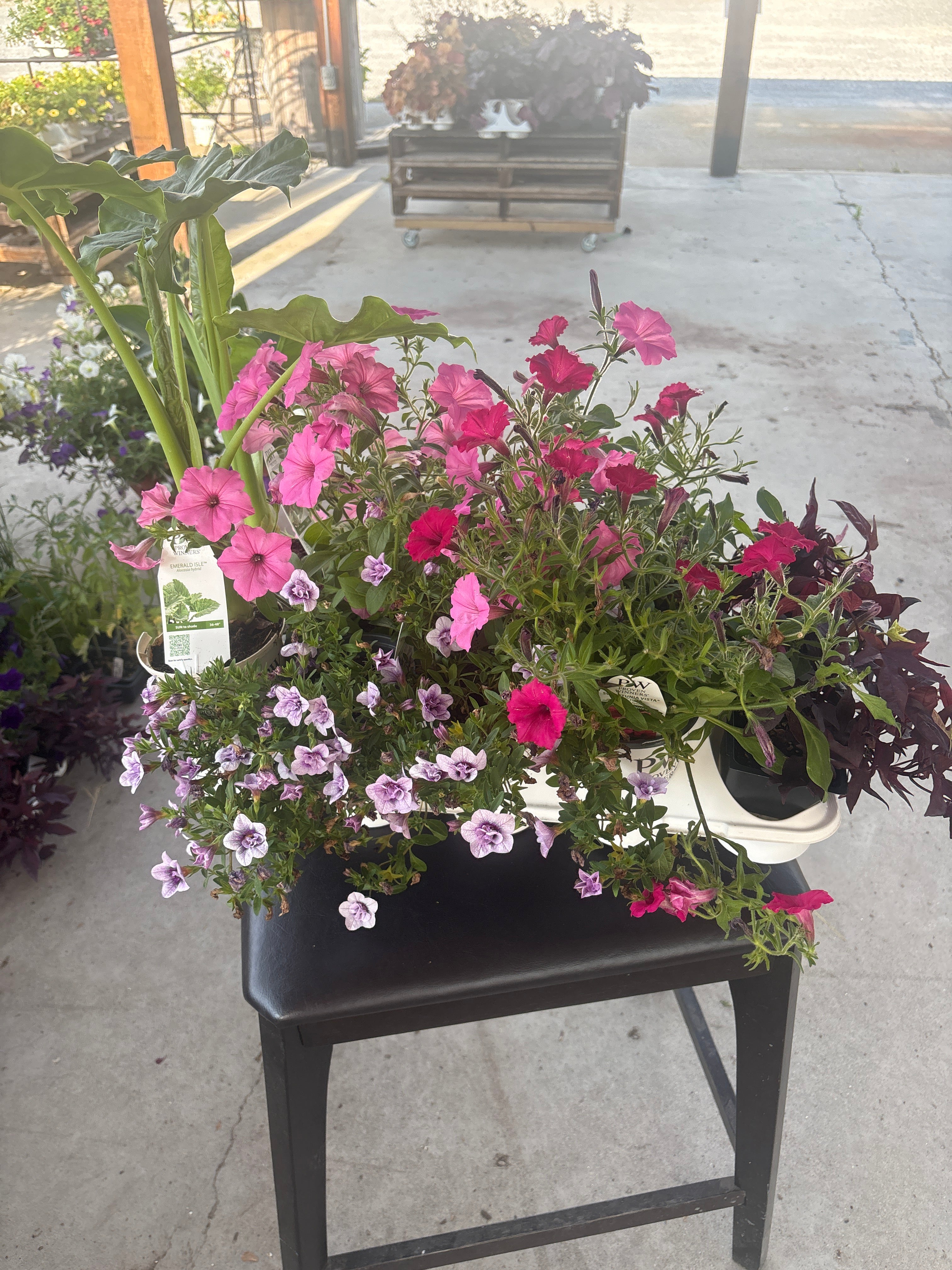 Elephant ear, Supertunias, sun patiens, Superbells, potato vine