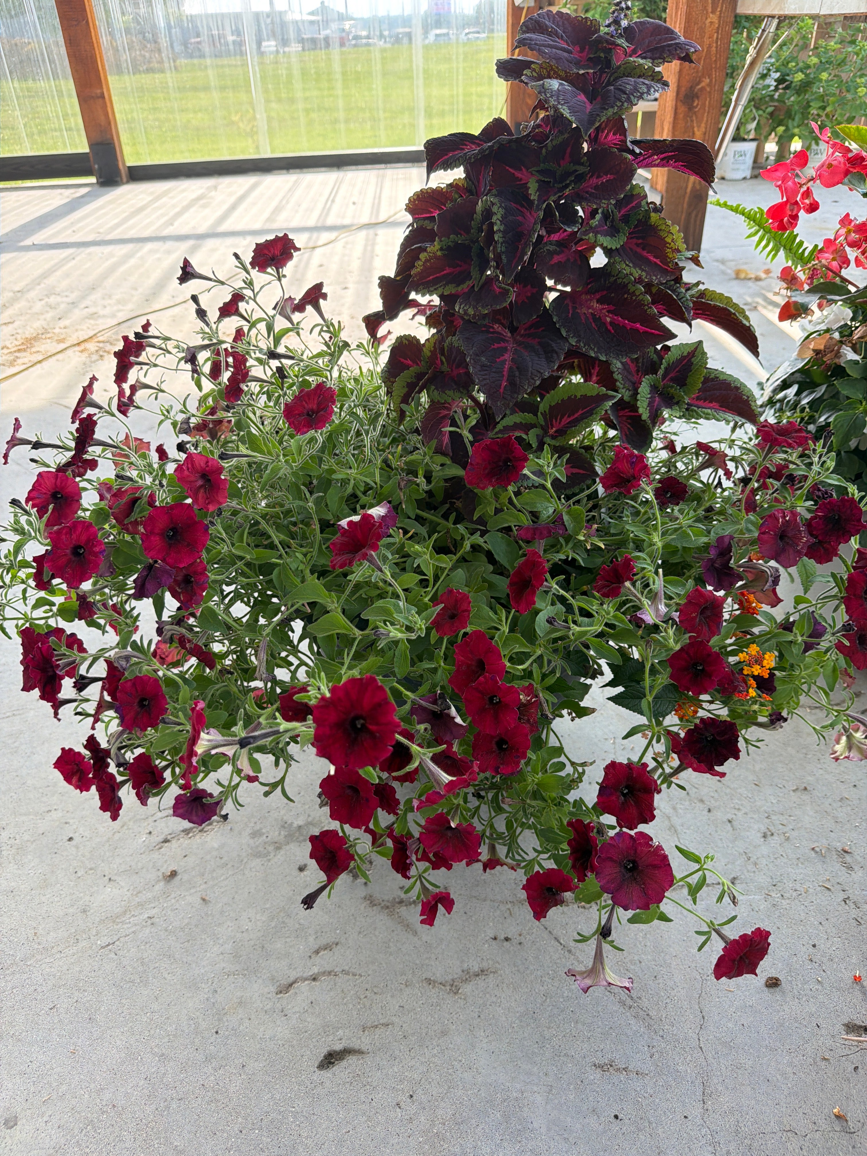 Red sun planter