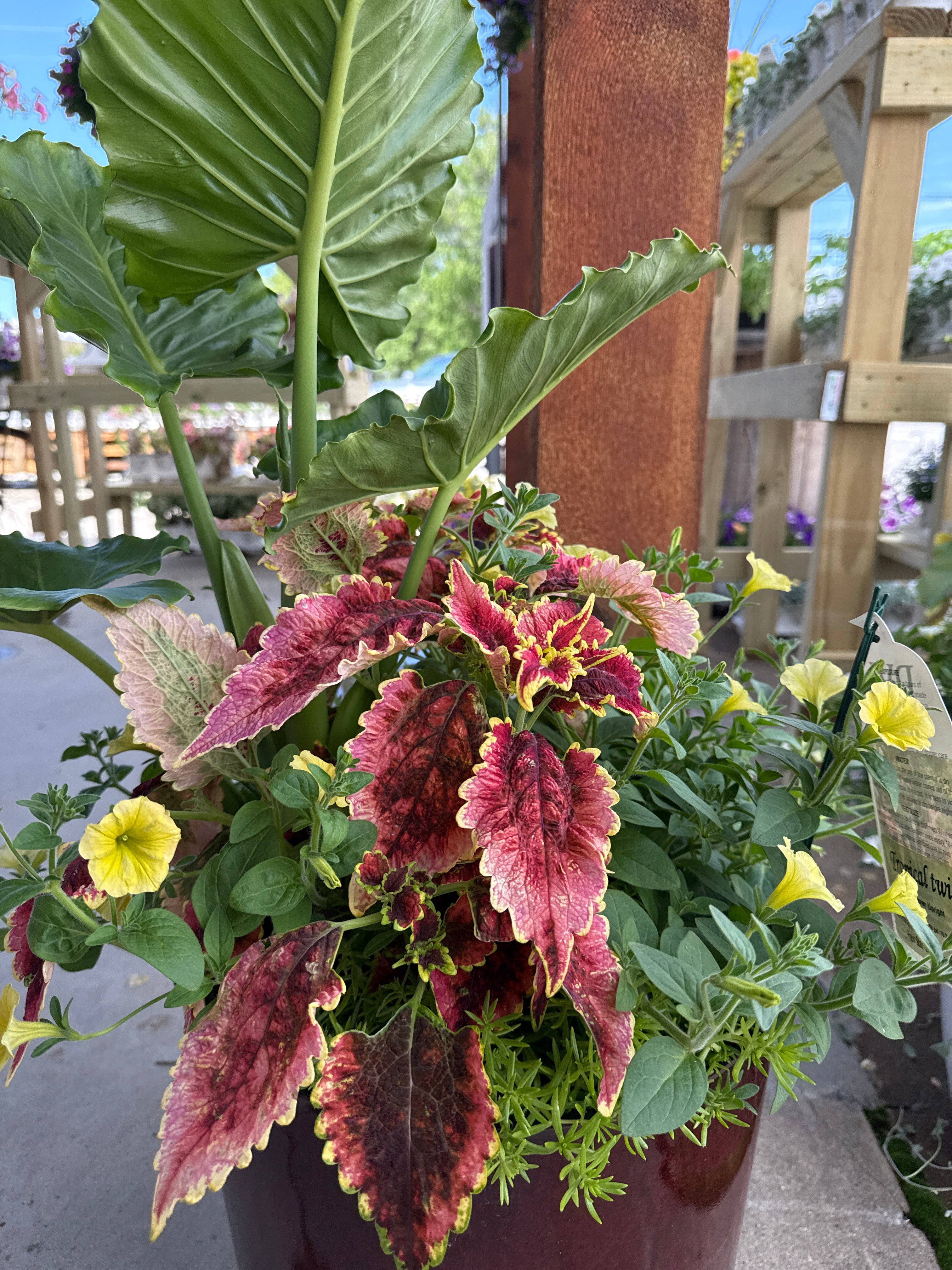 Tropical Twist Premium Pot (PROVEN WINNERS®)