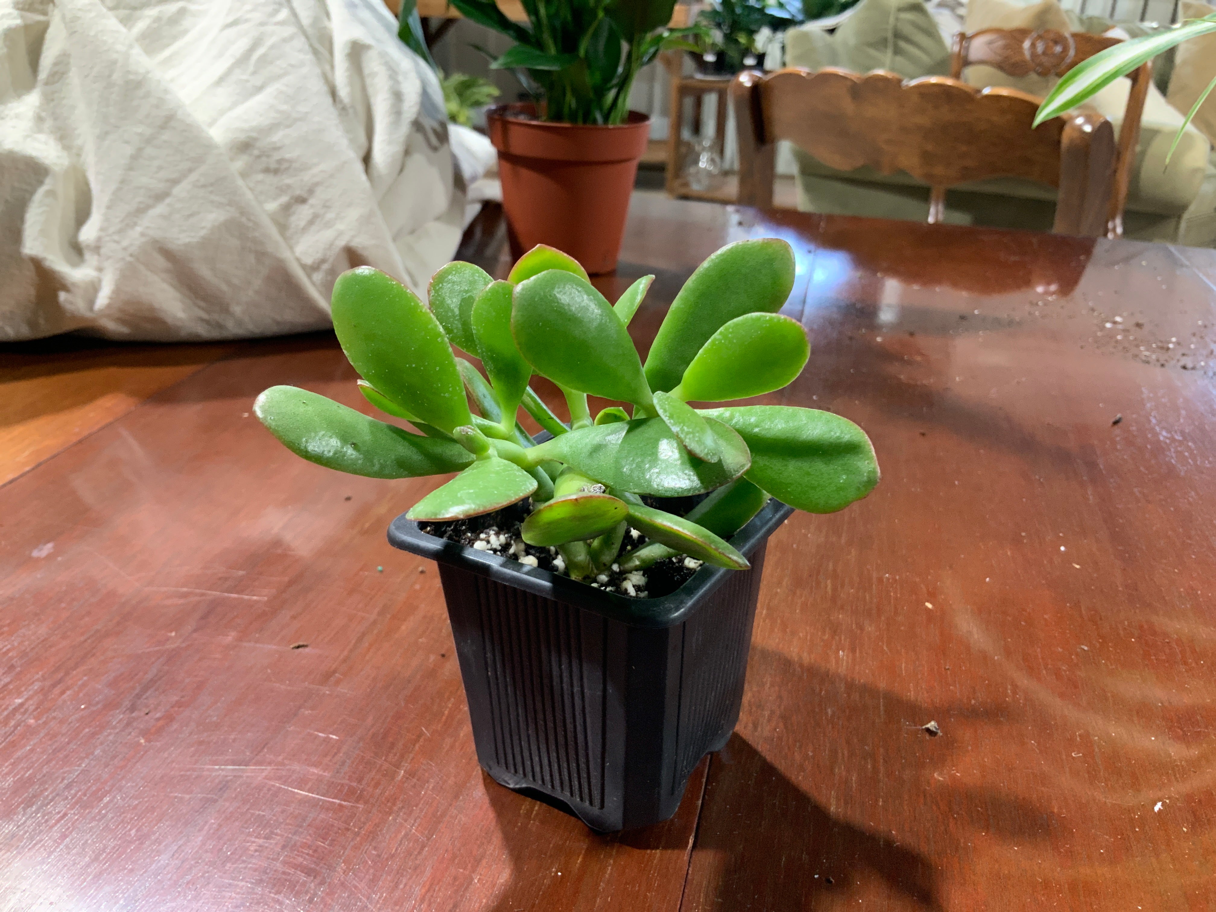 Jade succulent plant- 3inch