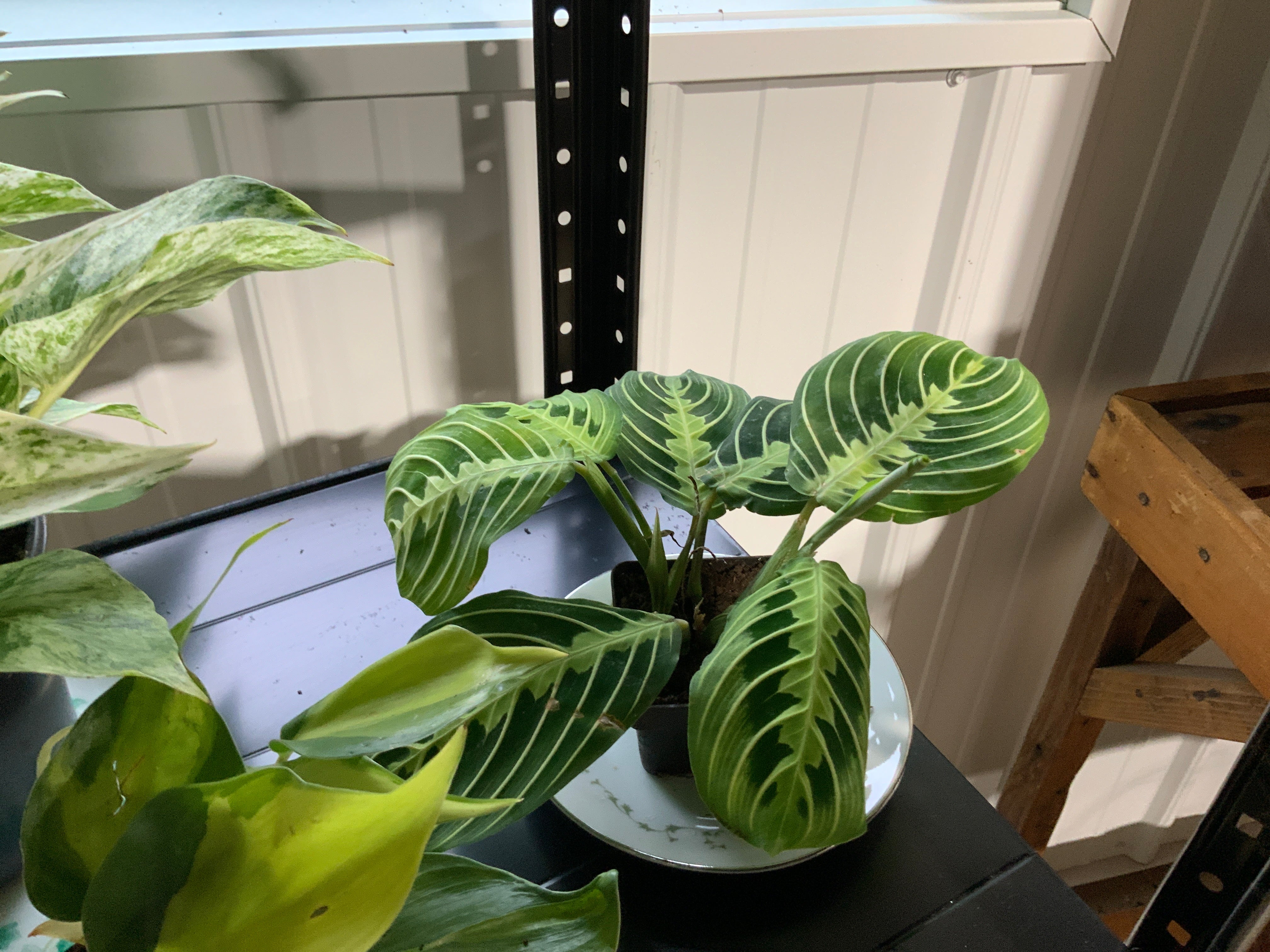 Lemon Lime Prayer Plant- Mini-3”