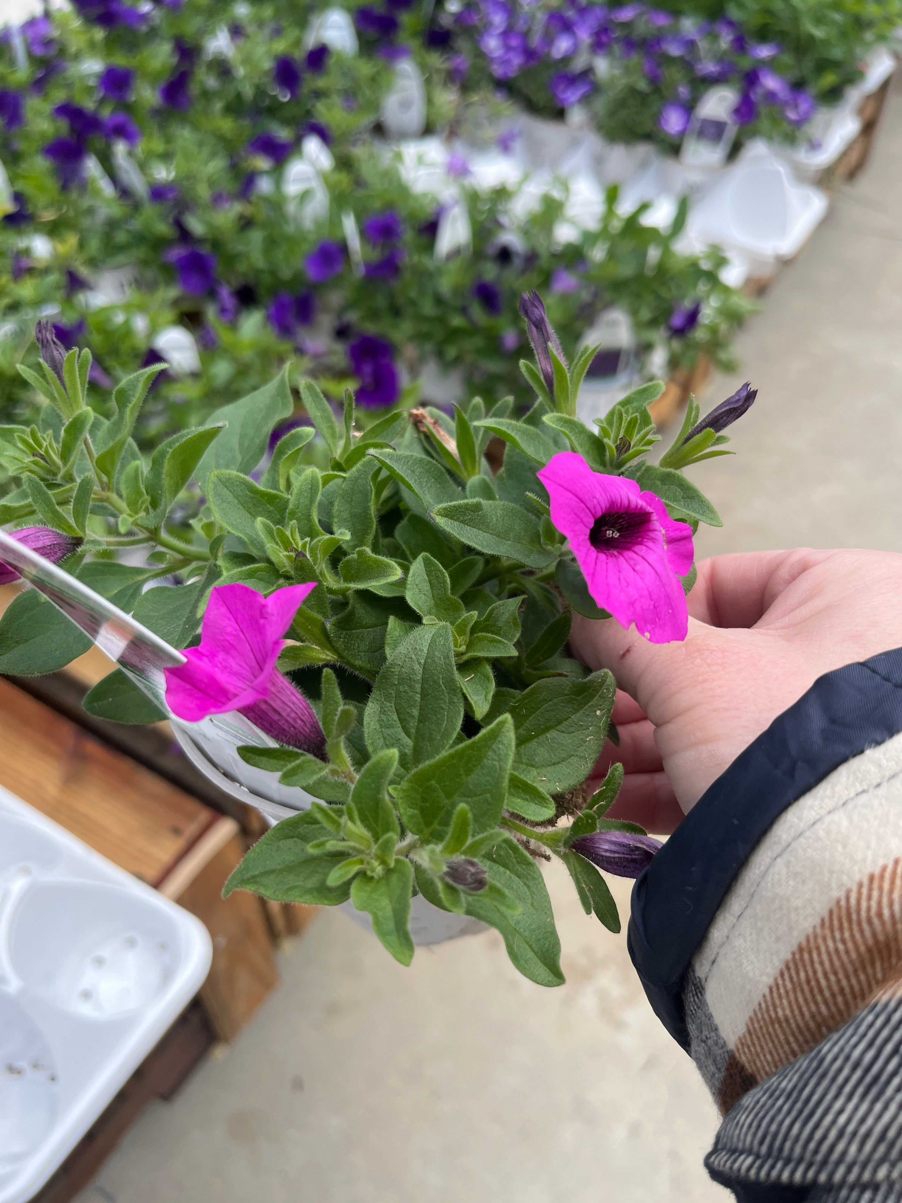 Vista Jazzberry Supertunia – Vigorous Spreading Petunia – Proven Winners® Annual