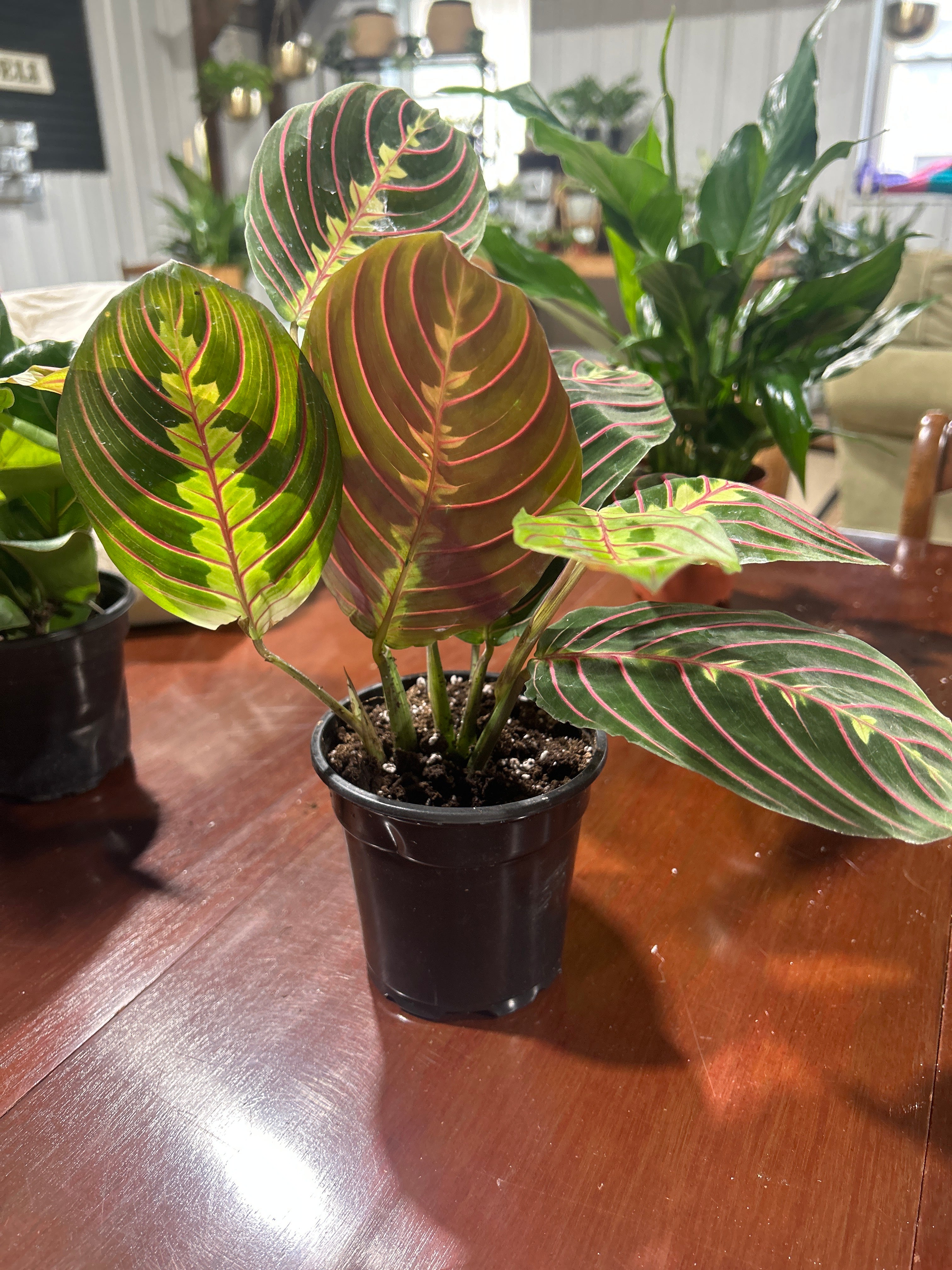 Red Marantha Prayer Plant 4”