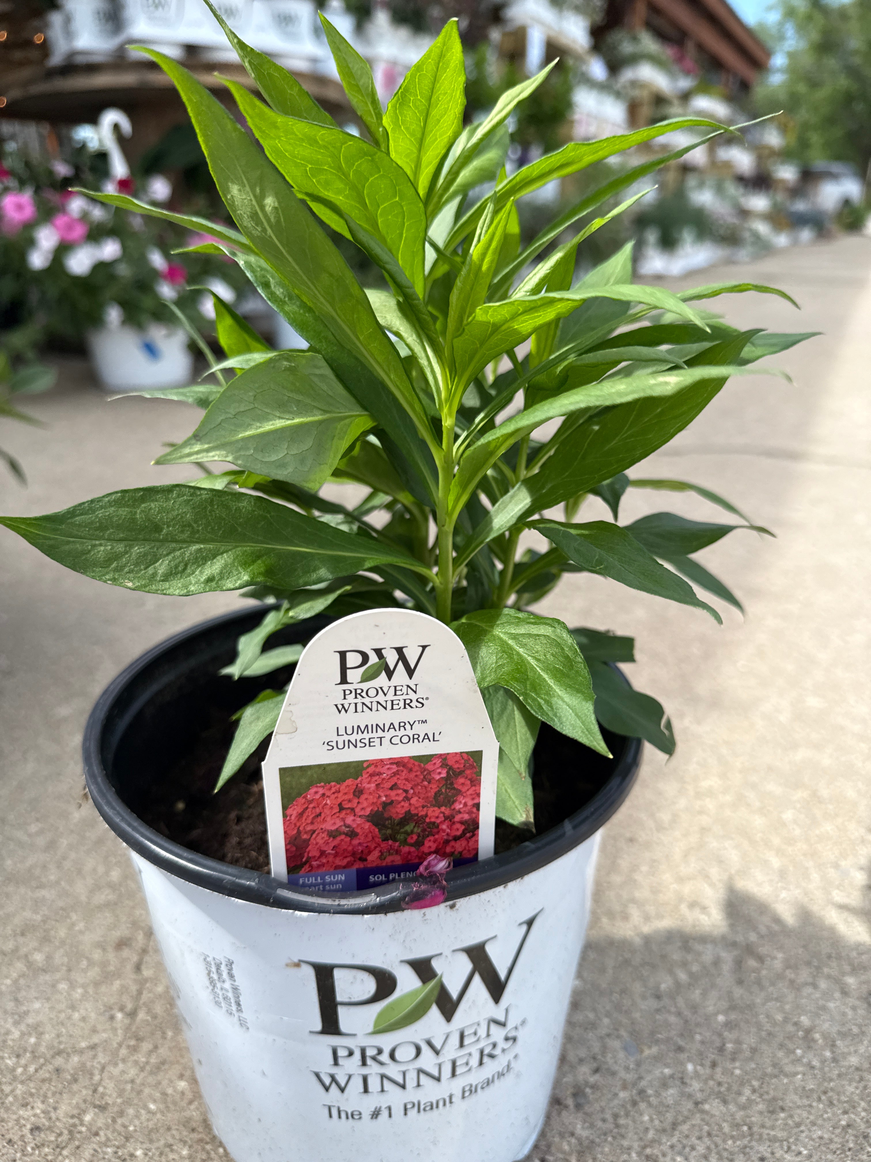 Luminary Sunset Coral Phlox