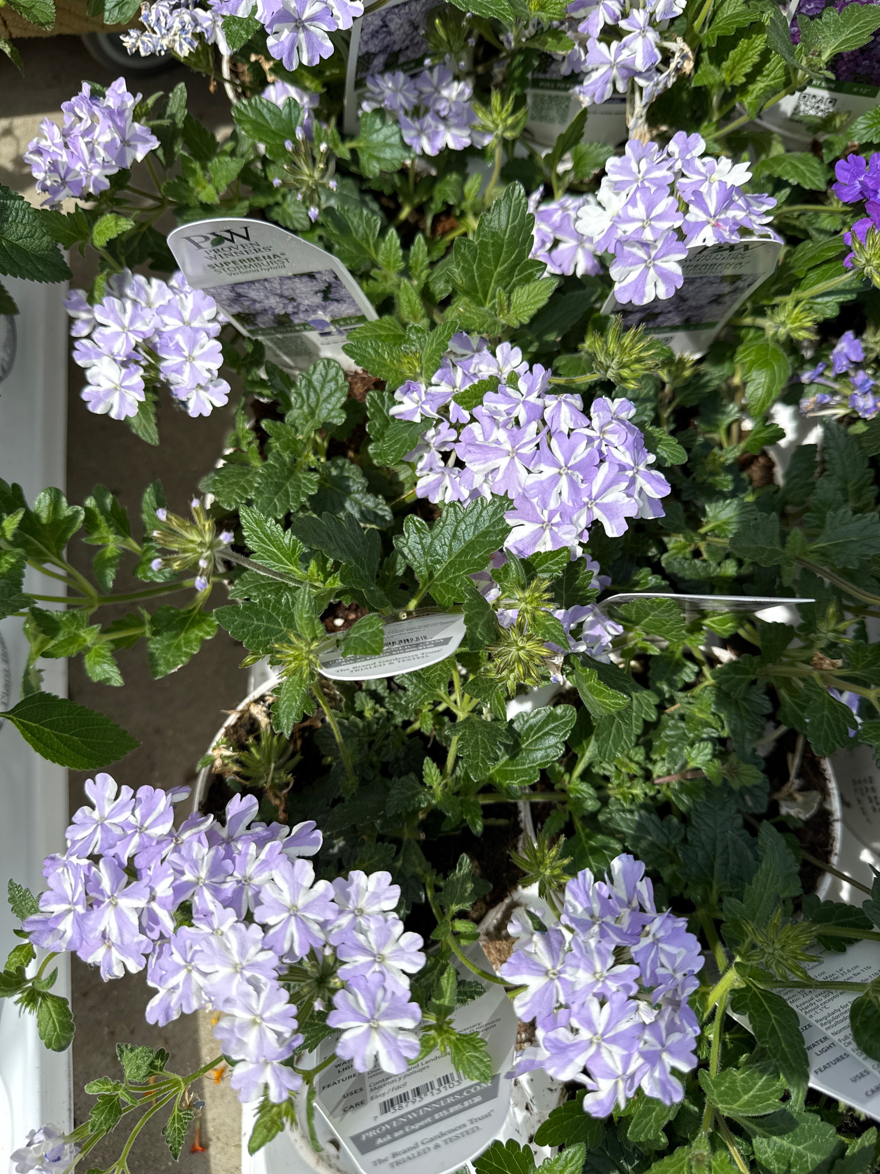 Superbena Stormburst