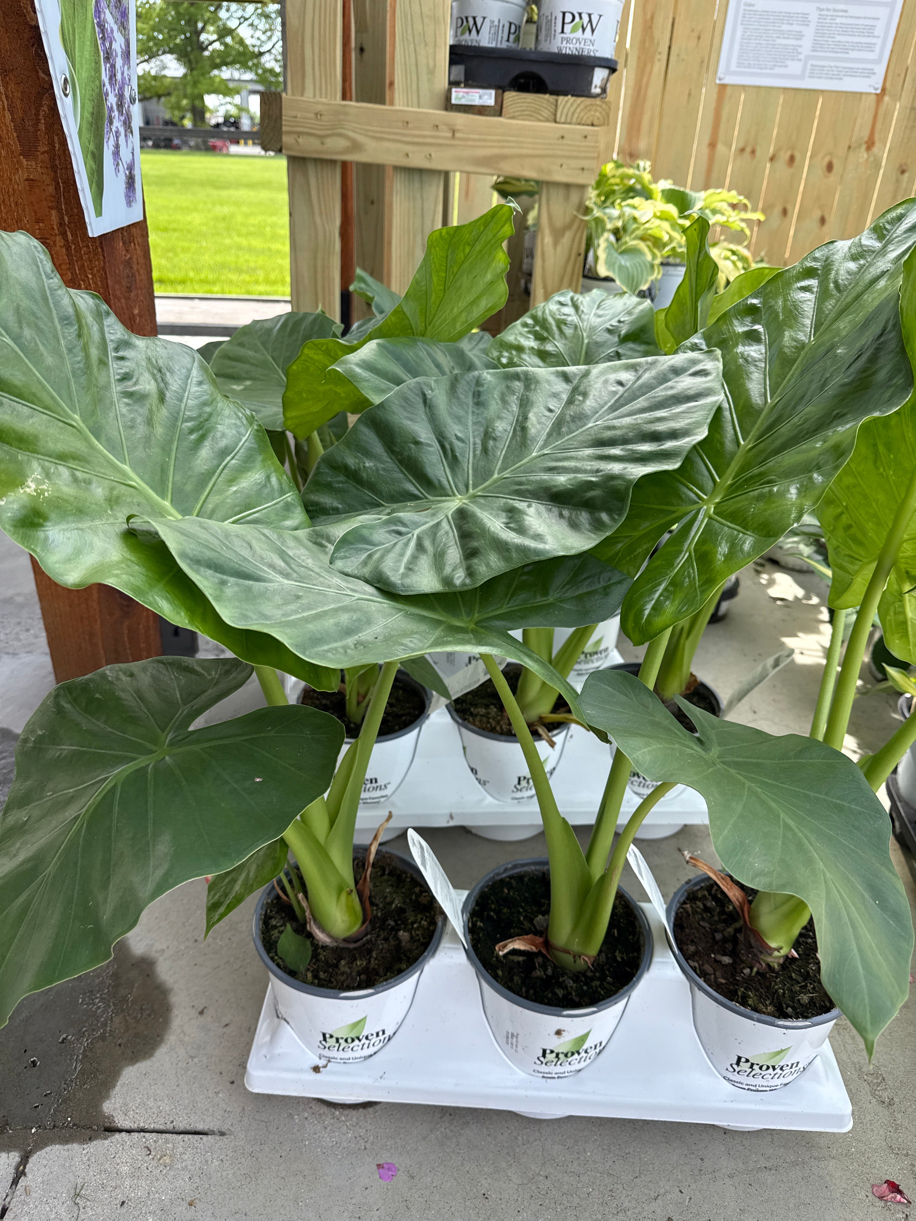 Elephant ear alocasia