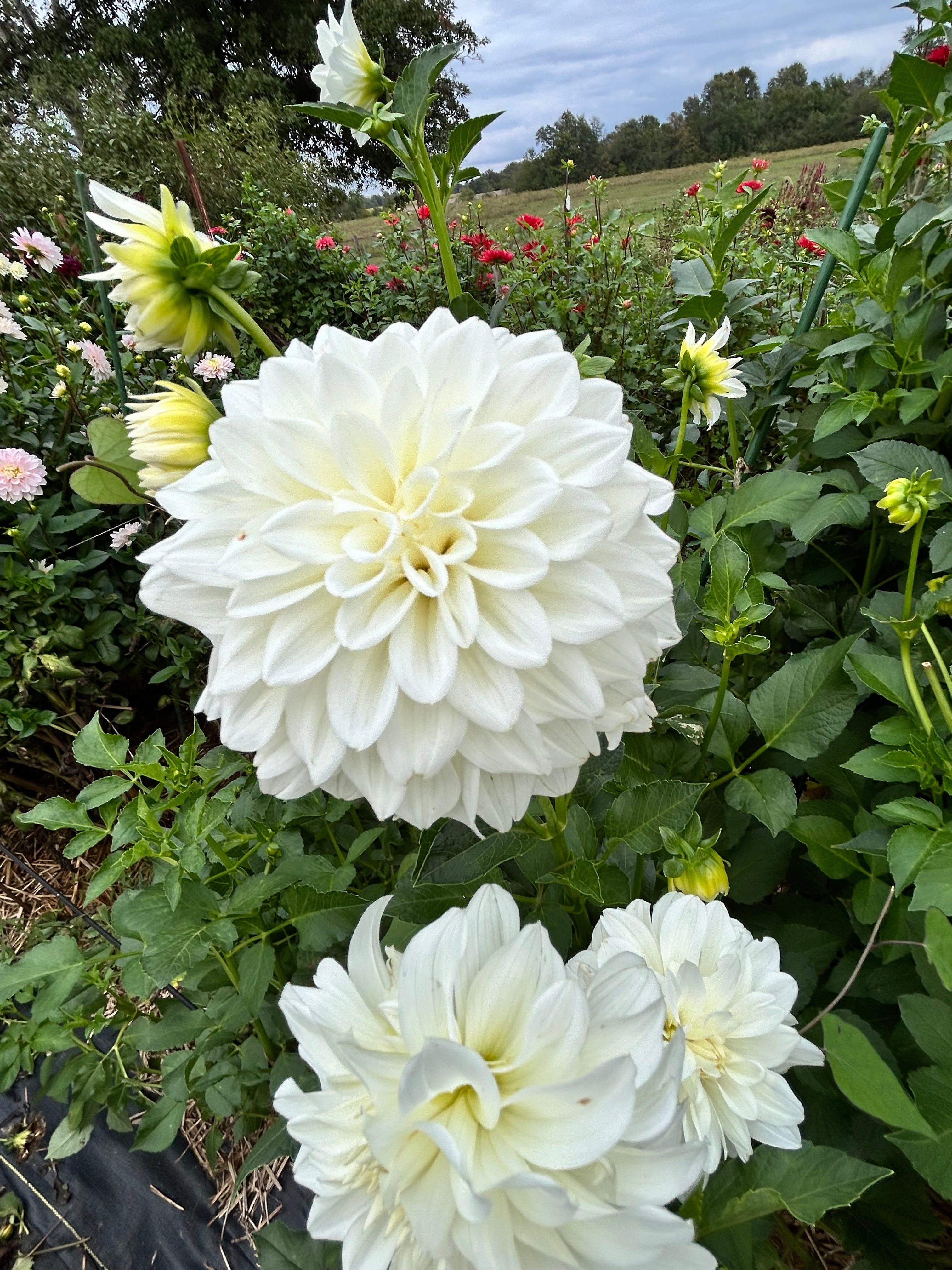 Bride to Be Dahlia Tuber