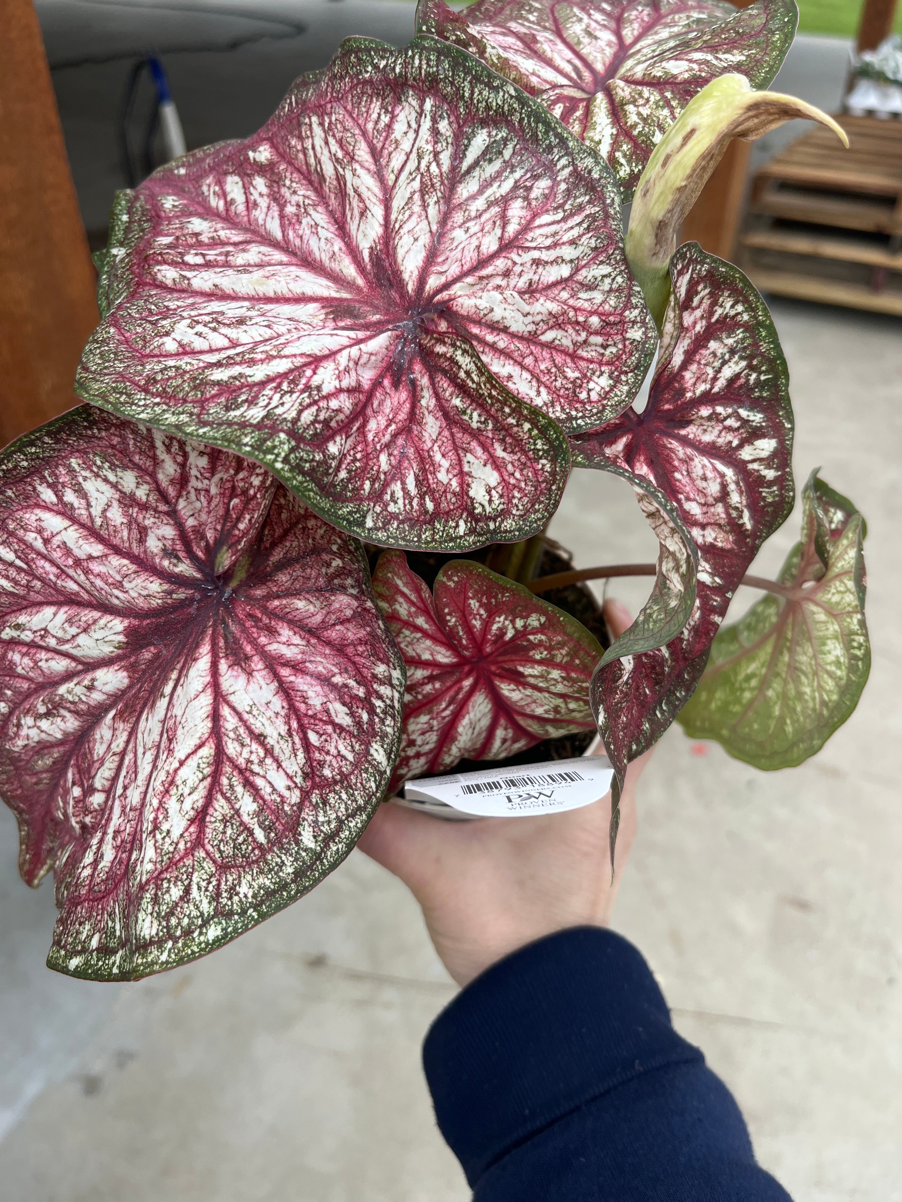 Heart to Heart® ‘Xplosion’ Caladium (PROVEN WINNERS®)