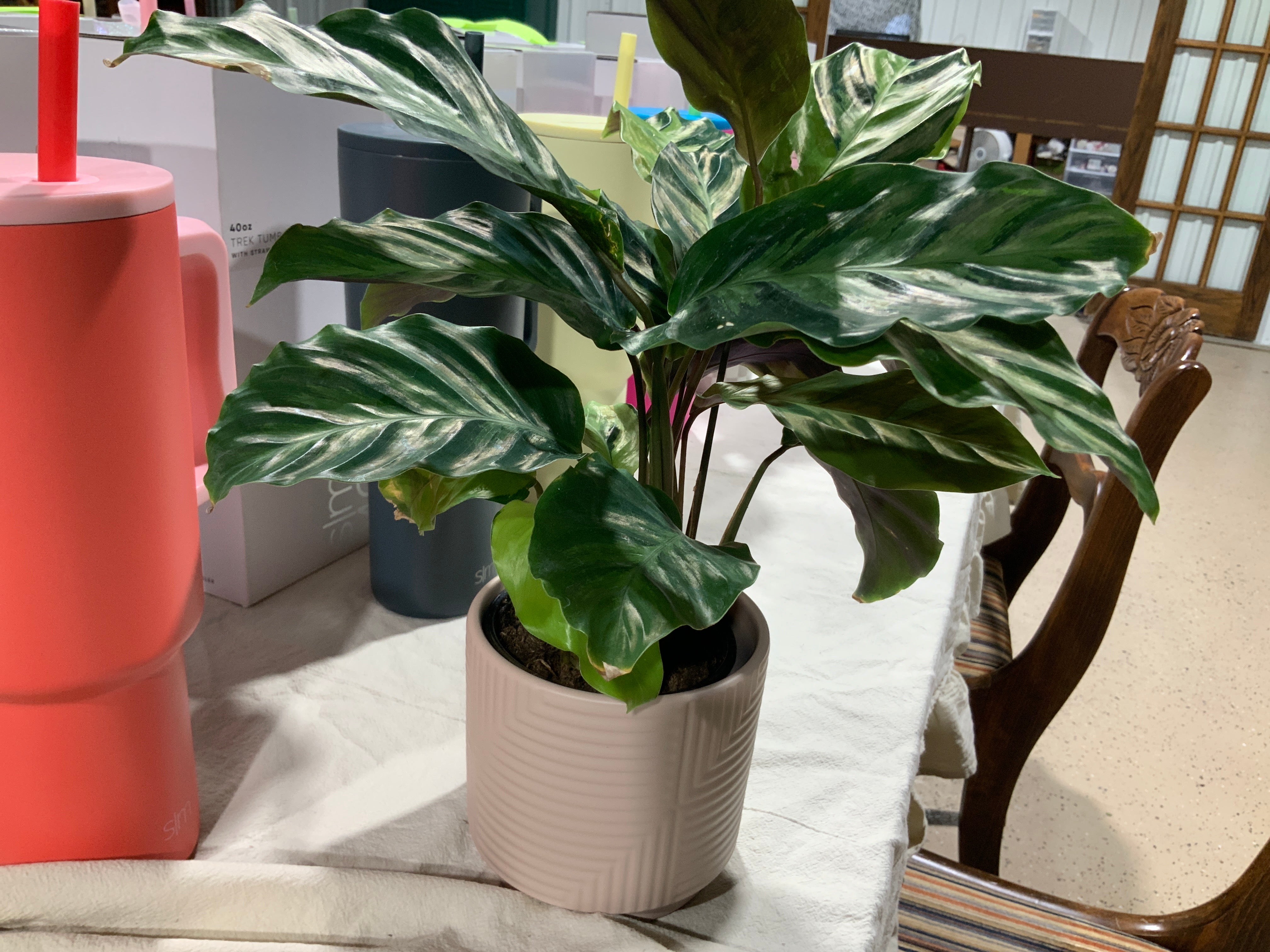 Calathea- Yellow Fusion