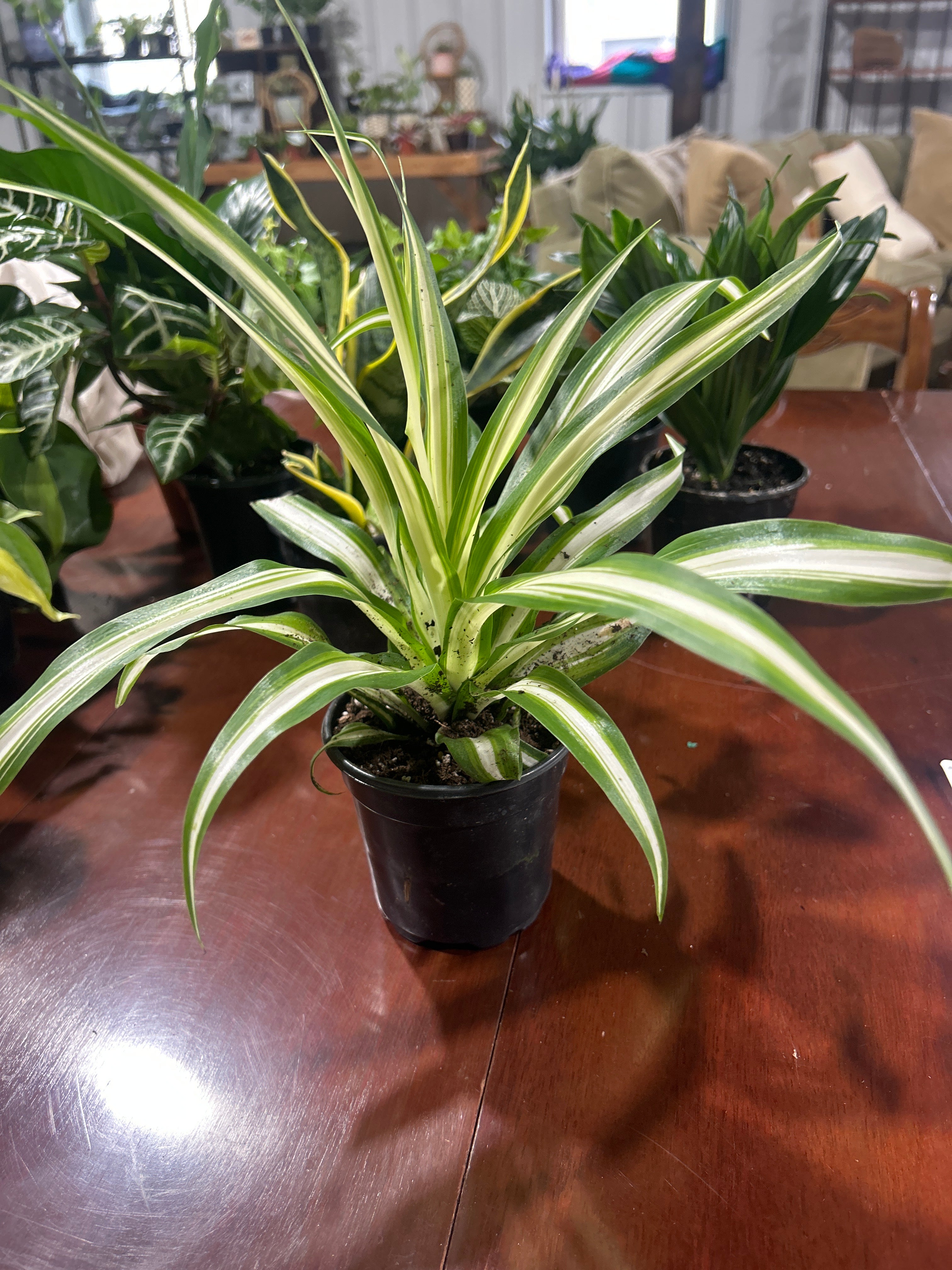 Spider Plant 4”
