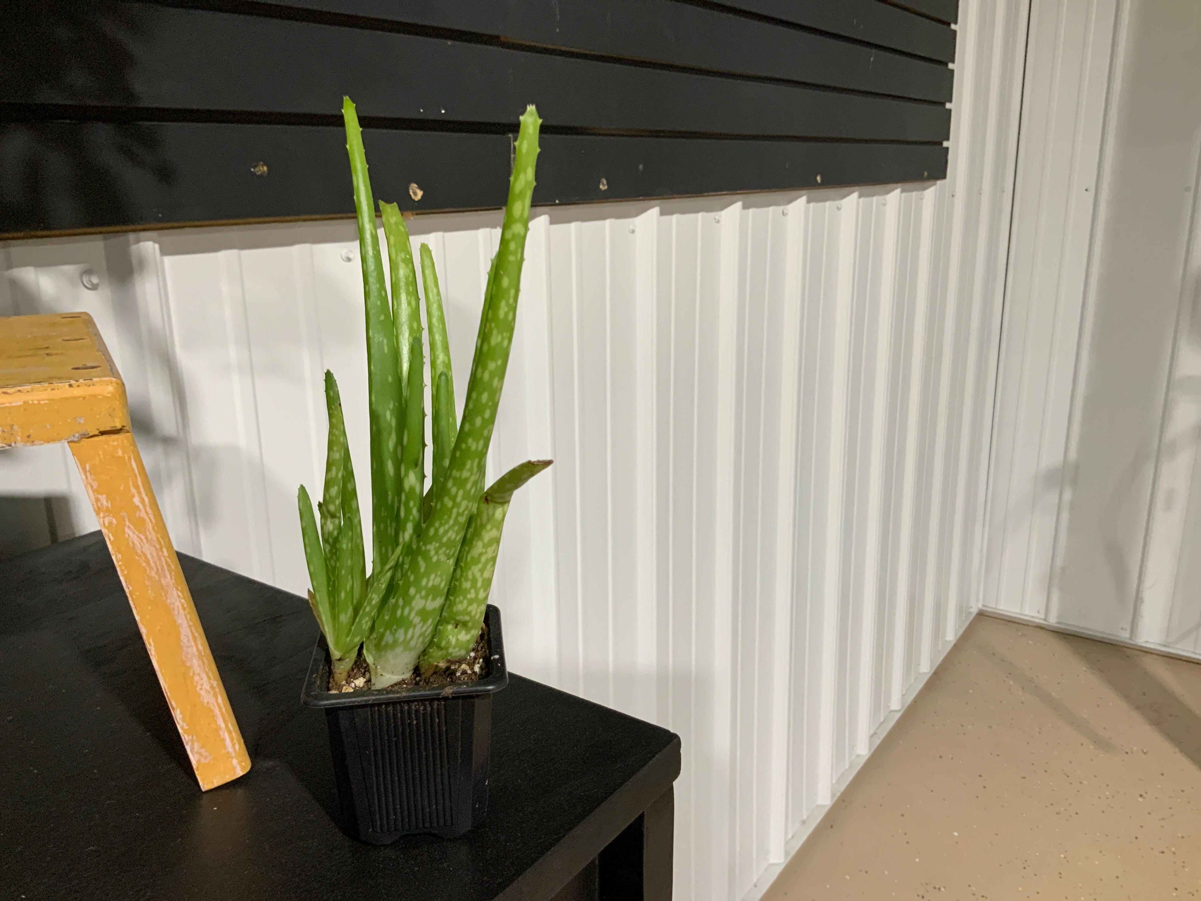 Aloe Vera Plant