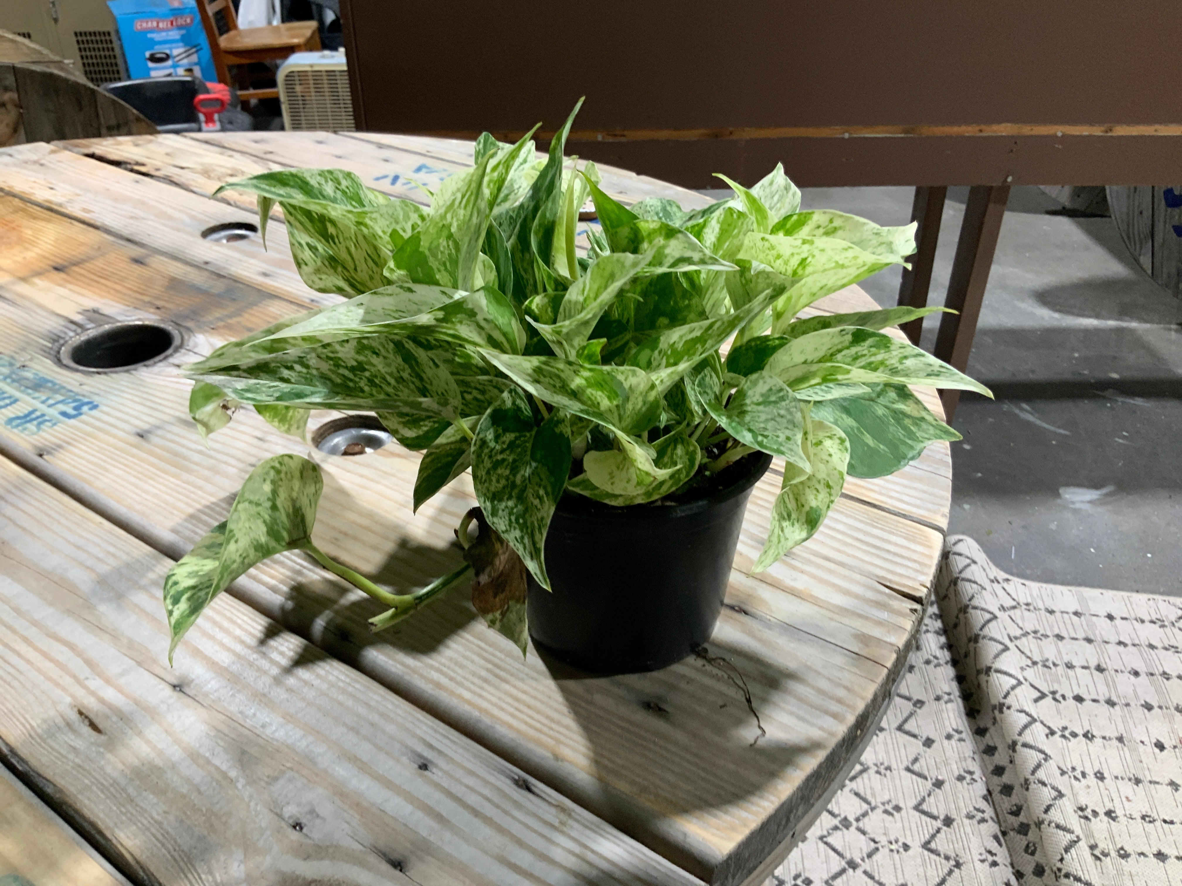 Marble Queen Pothos Plant- 6”