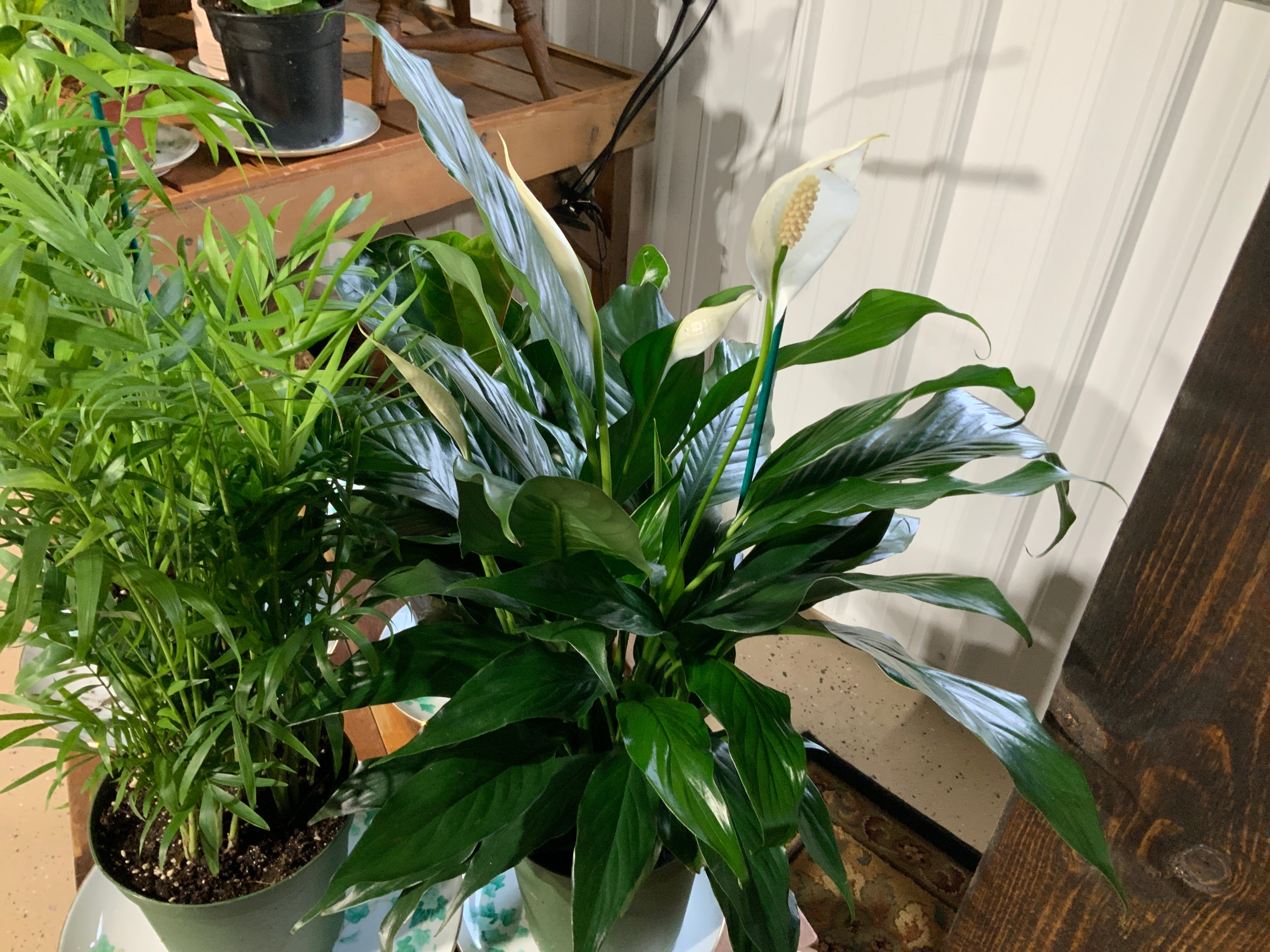 Peace Lily- 6”