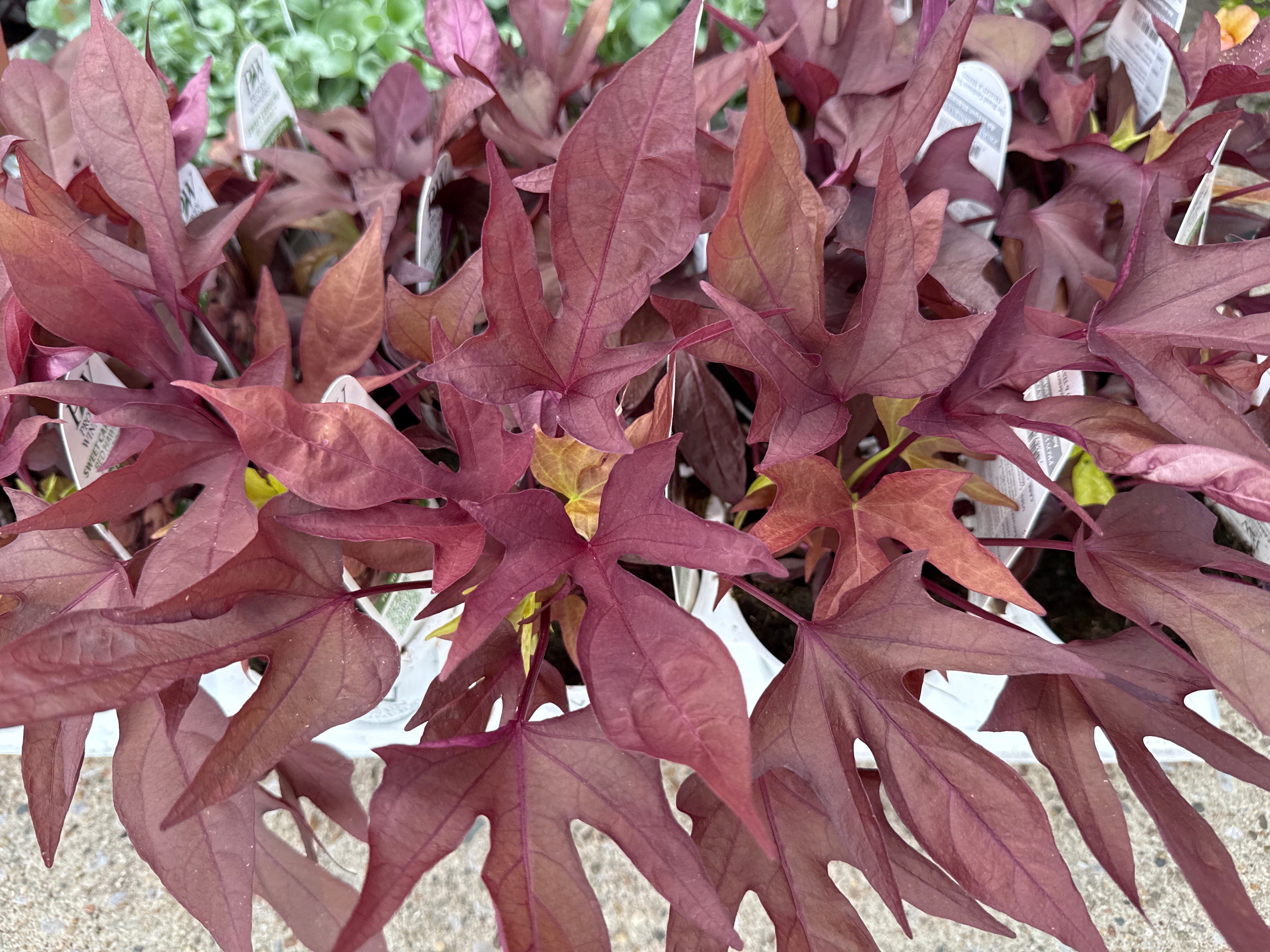 Sweet Caroline Red Hawk Ipomoea