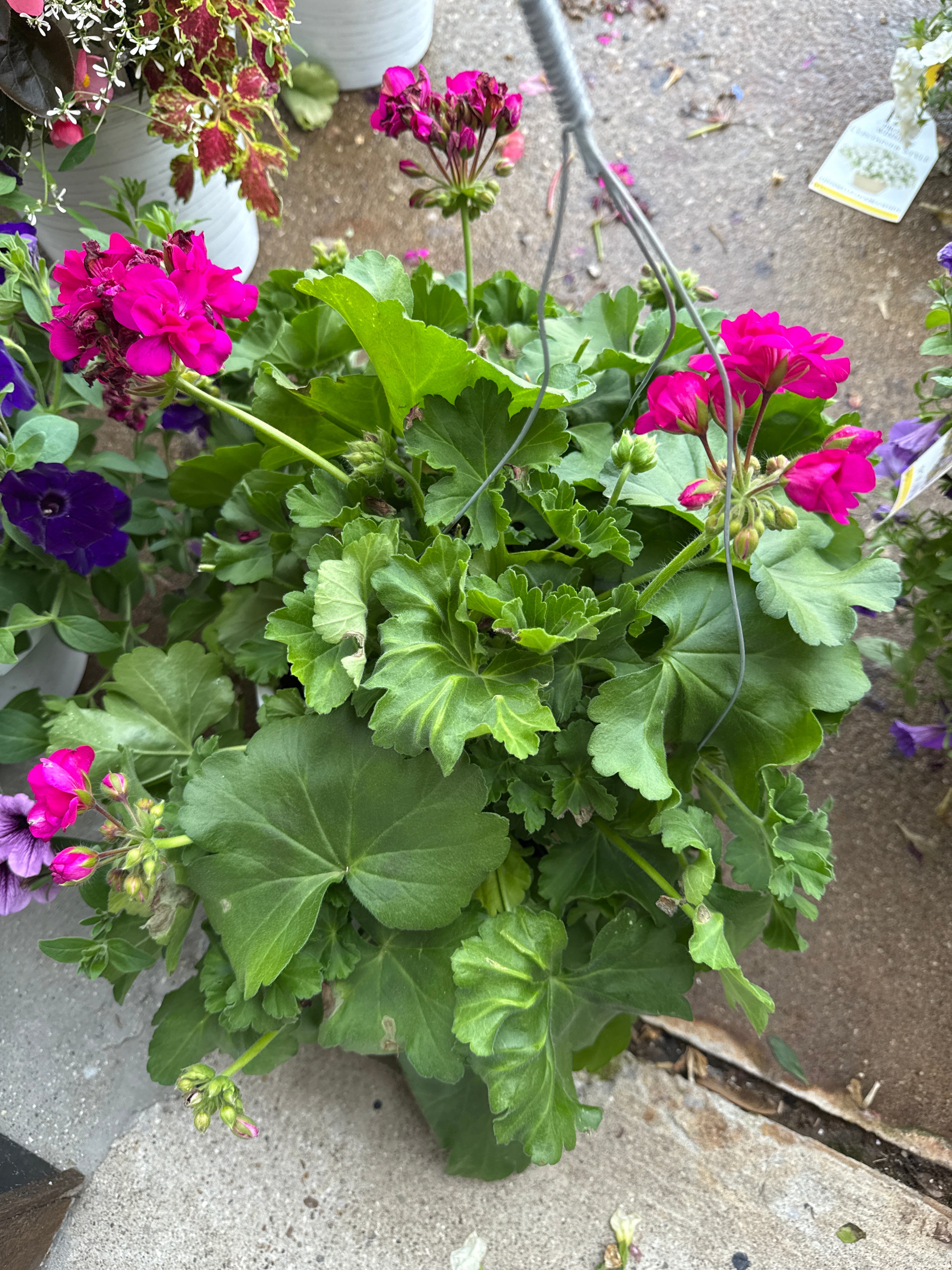 Boldly Lavender Rose Geranium Hanging Basket (PROVEN WINNERS®)