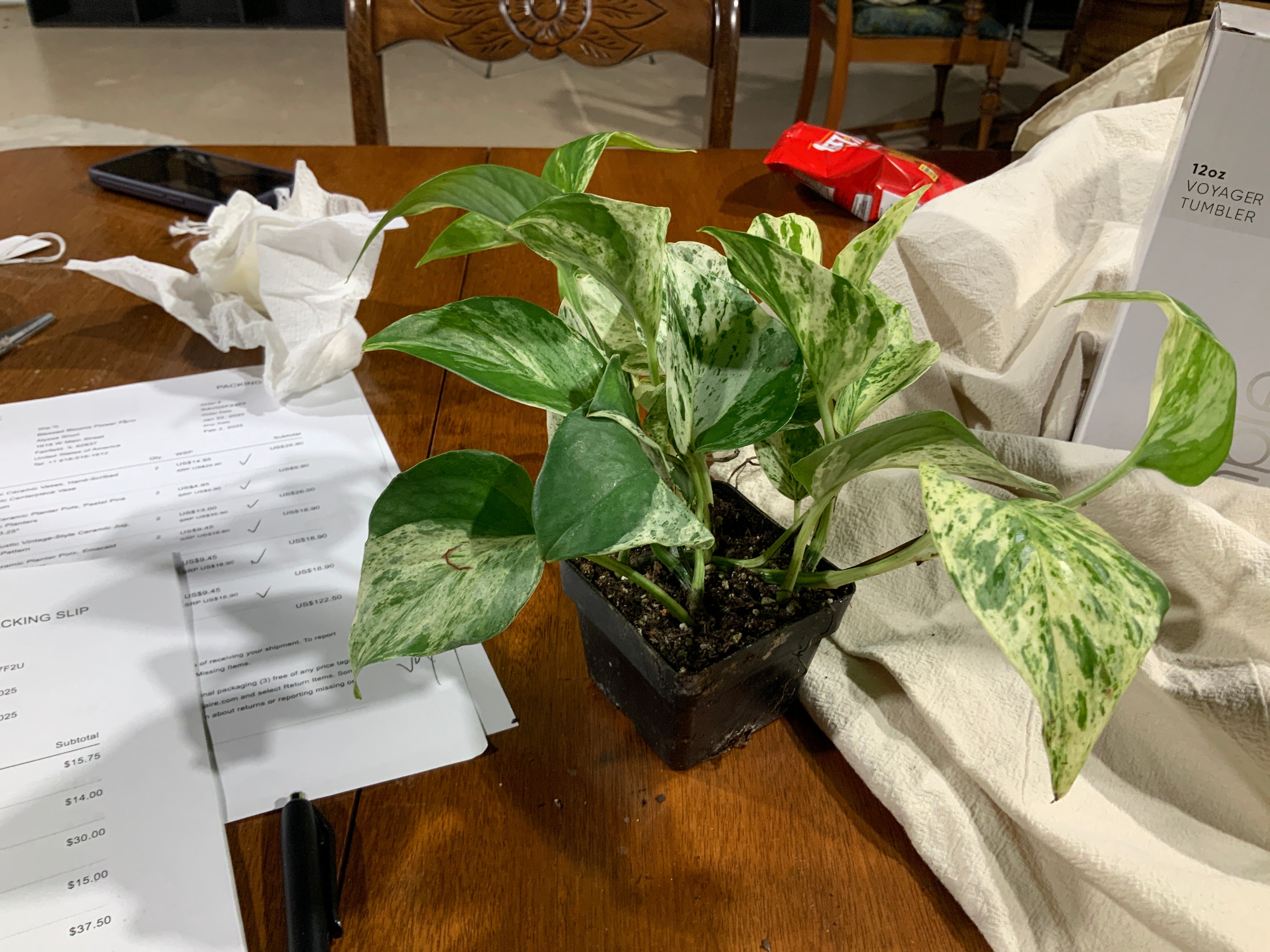 Marble Pothos- 3”
