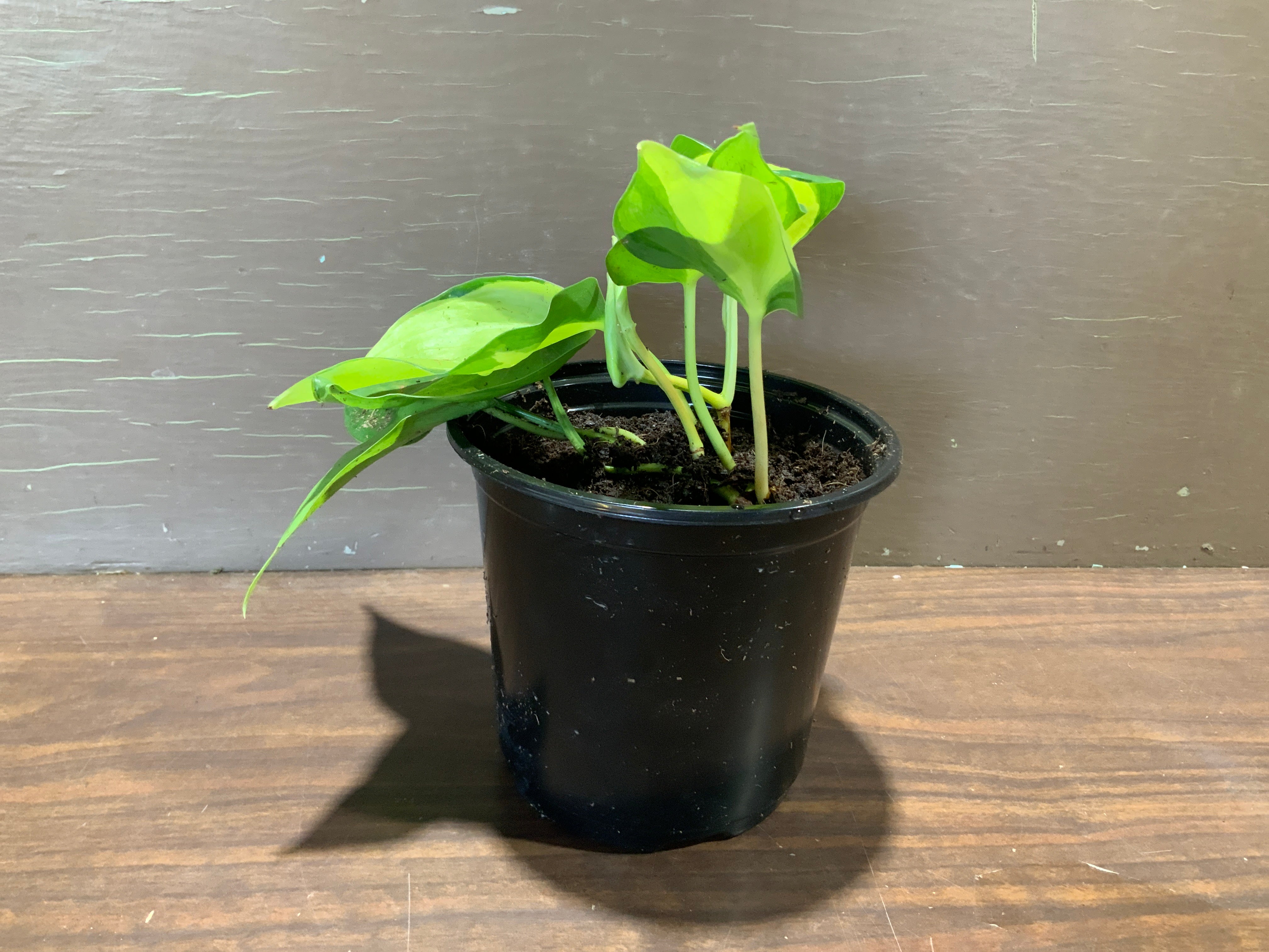 Golden Pothos- 5 inch