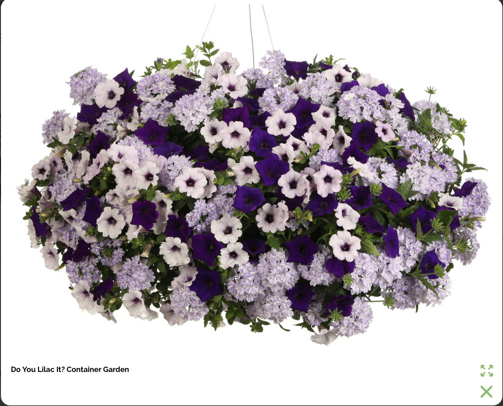 Do You Lilac It? Basket (PROVEN WINNERS®)