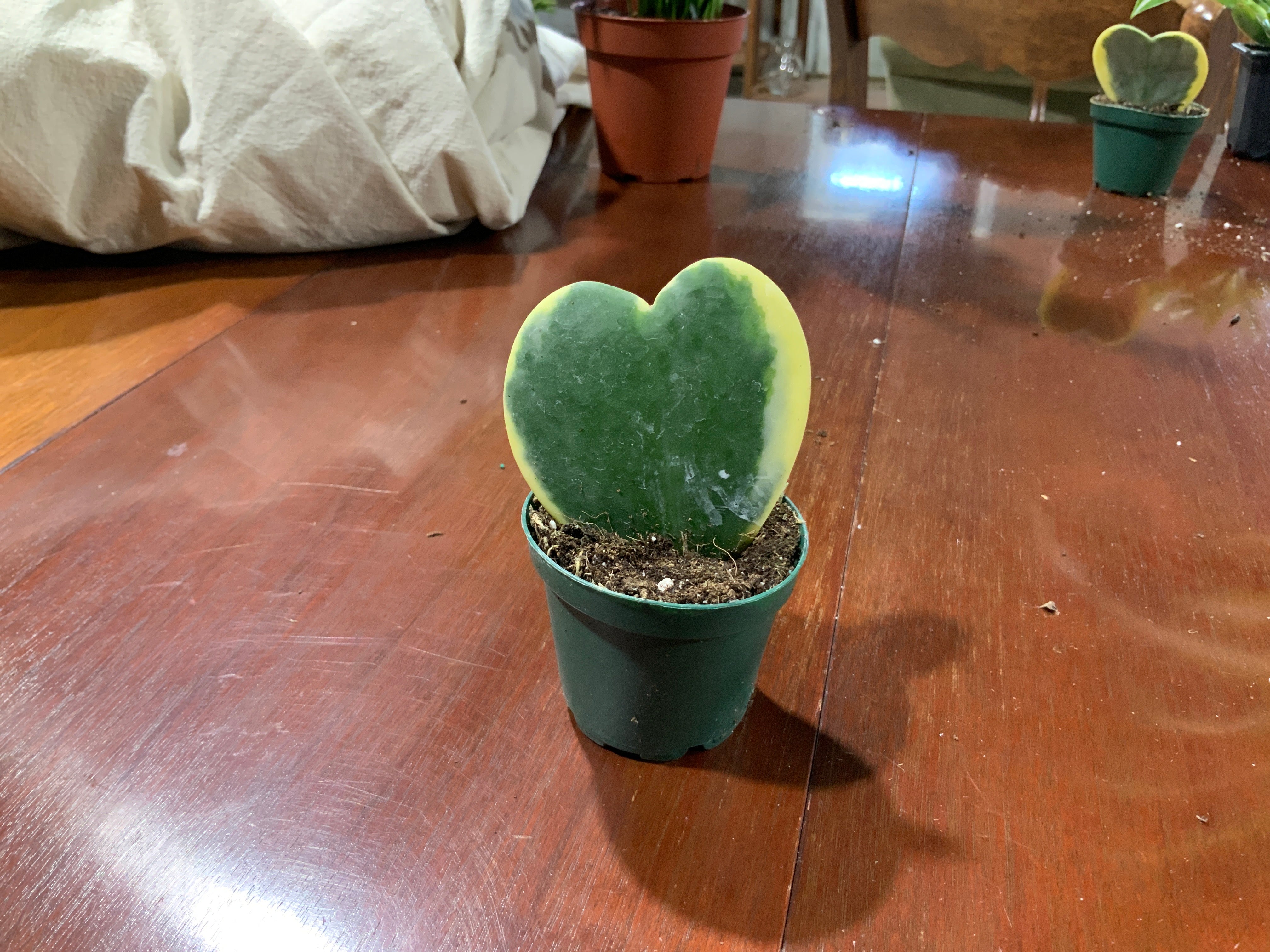 Hoya Kerri Sweetheart plant- 2 inch