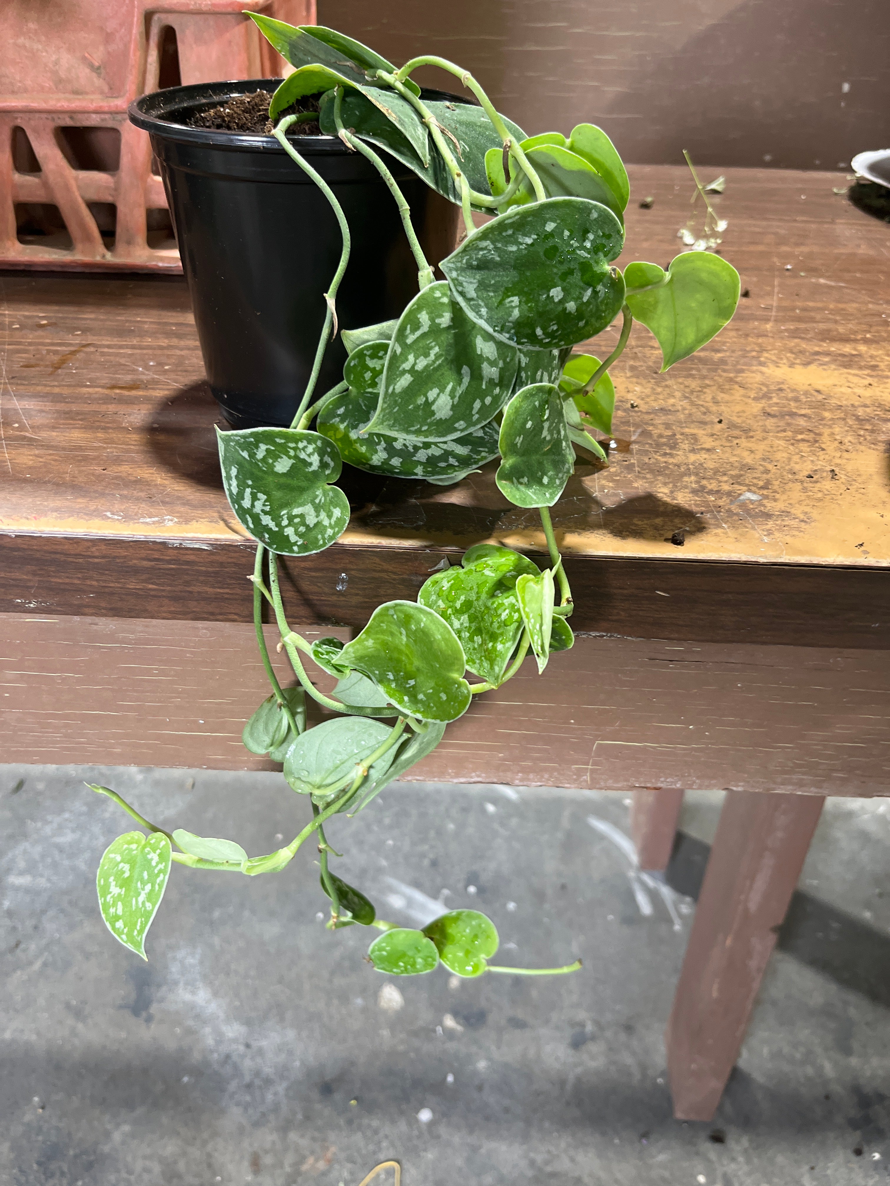 Satin pothos- 5inch