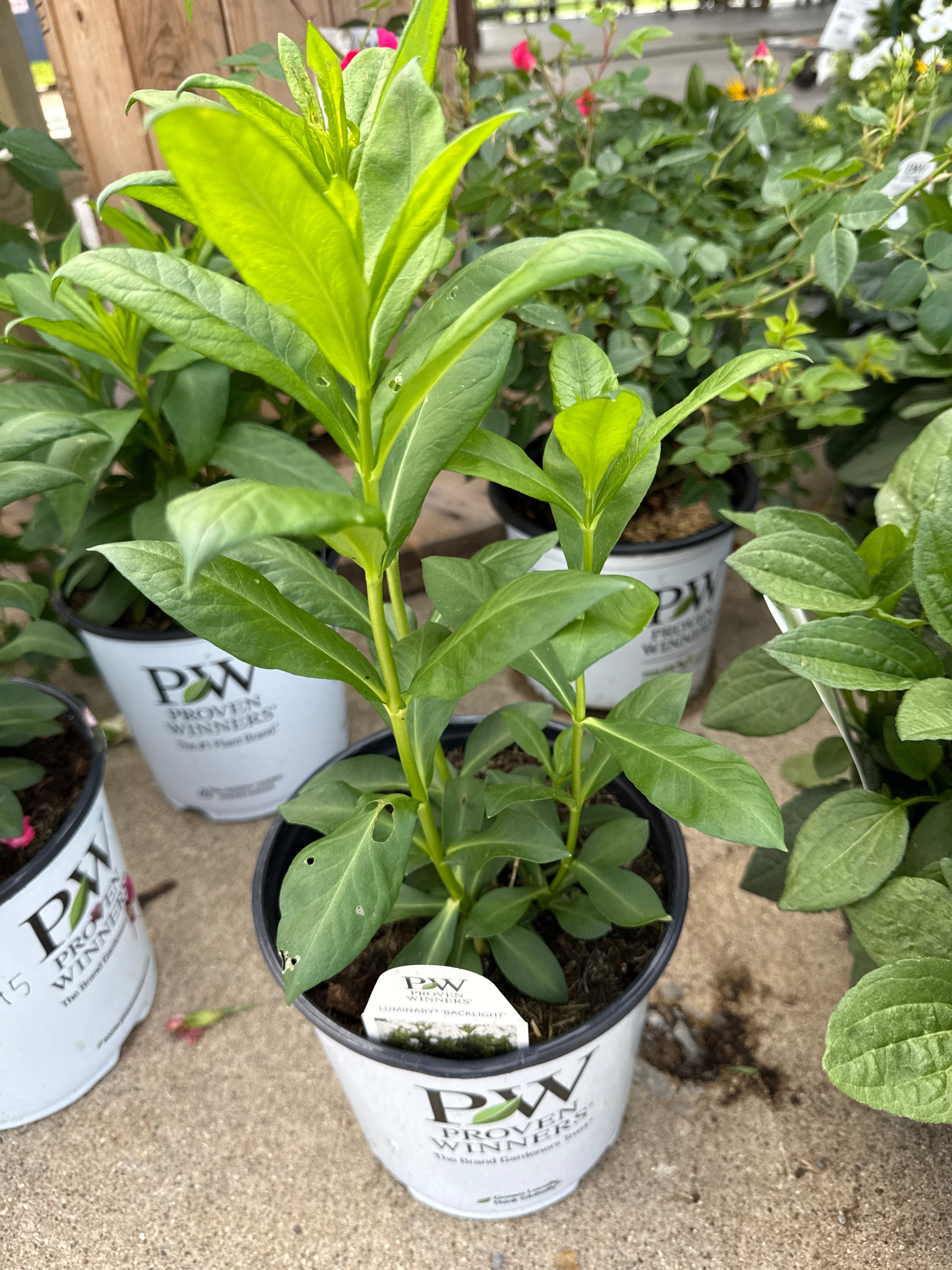 Luminary Backlight Phlox