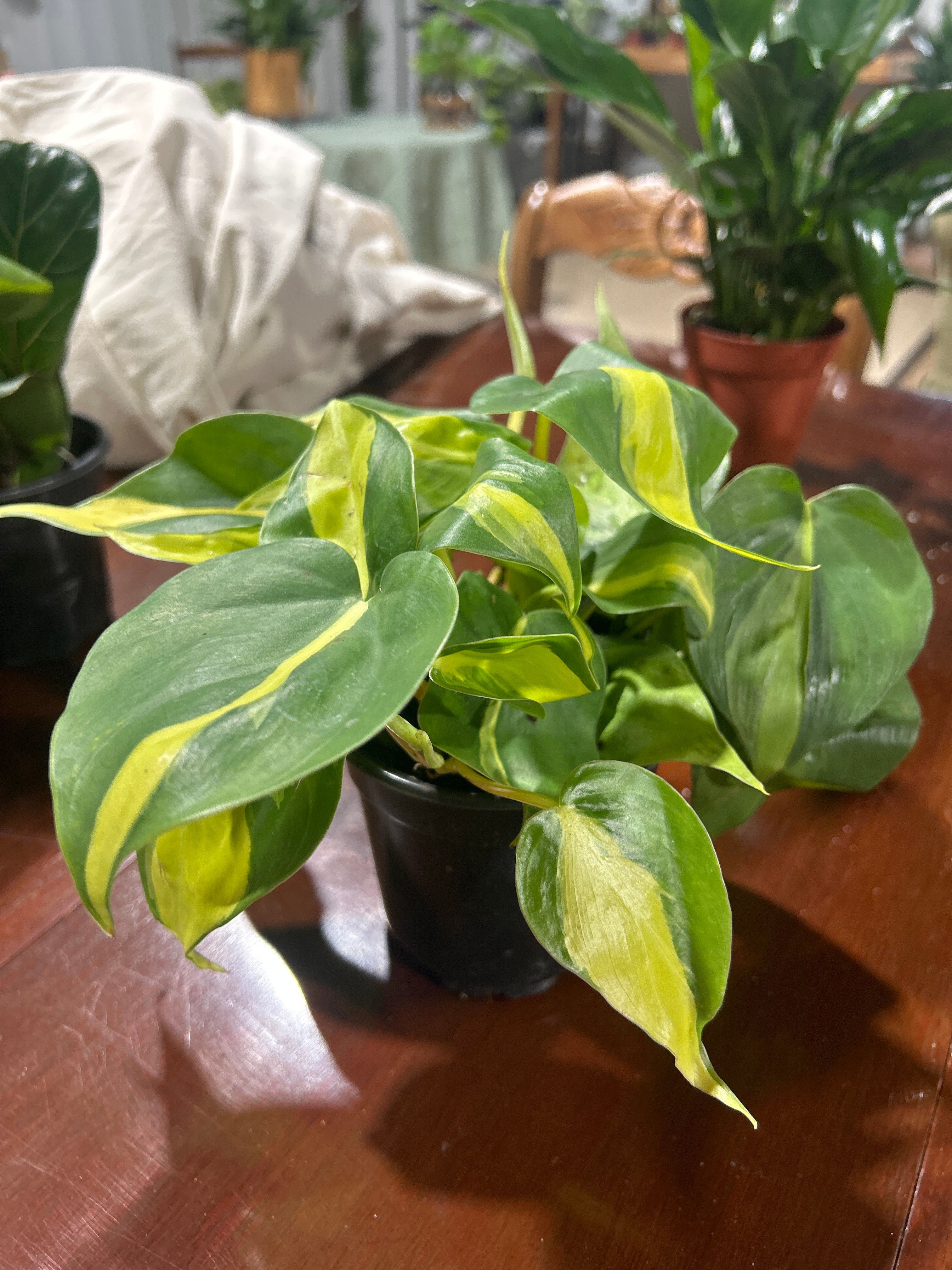 Brazil Philodendron 4”