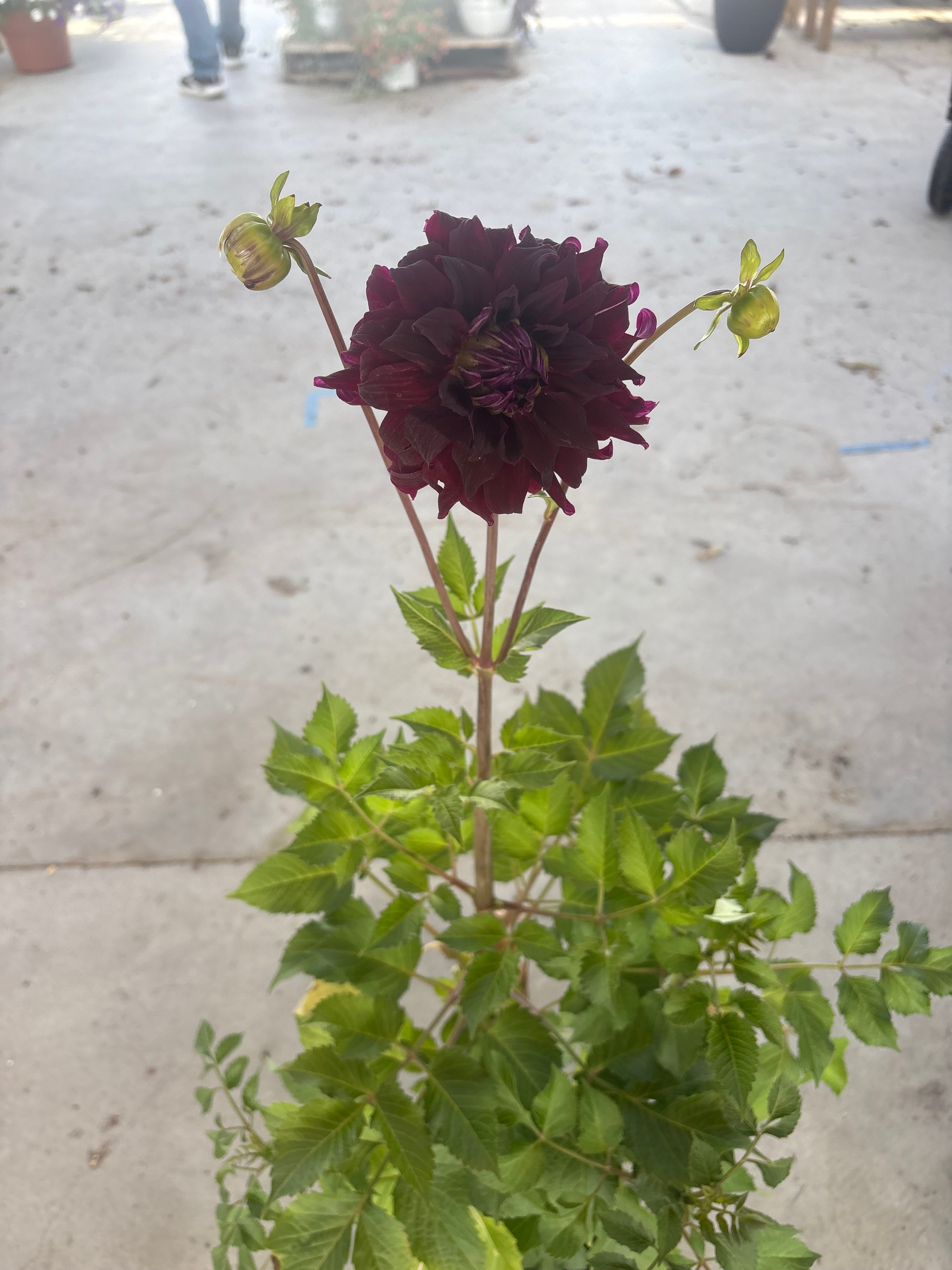 Rip city dahlia