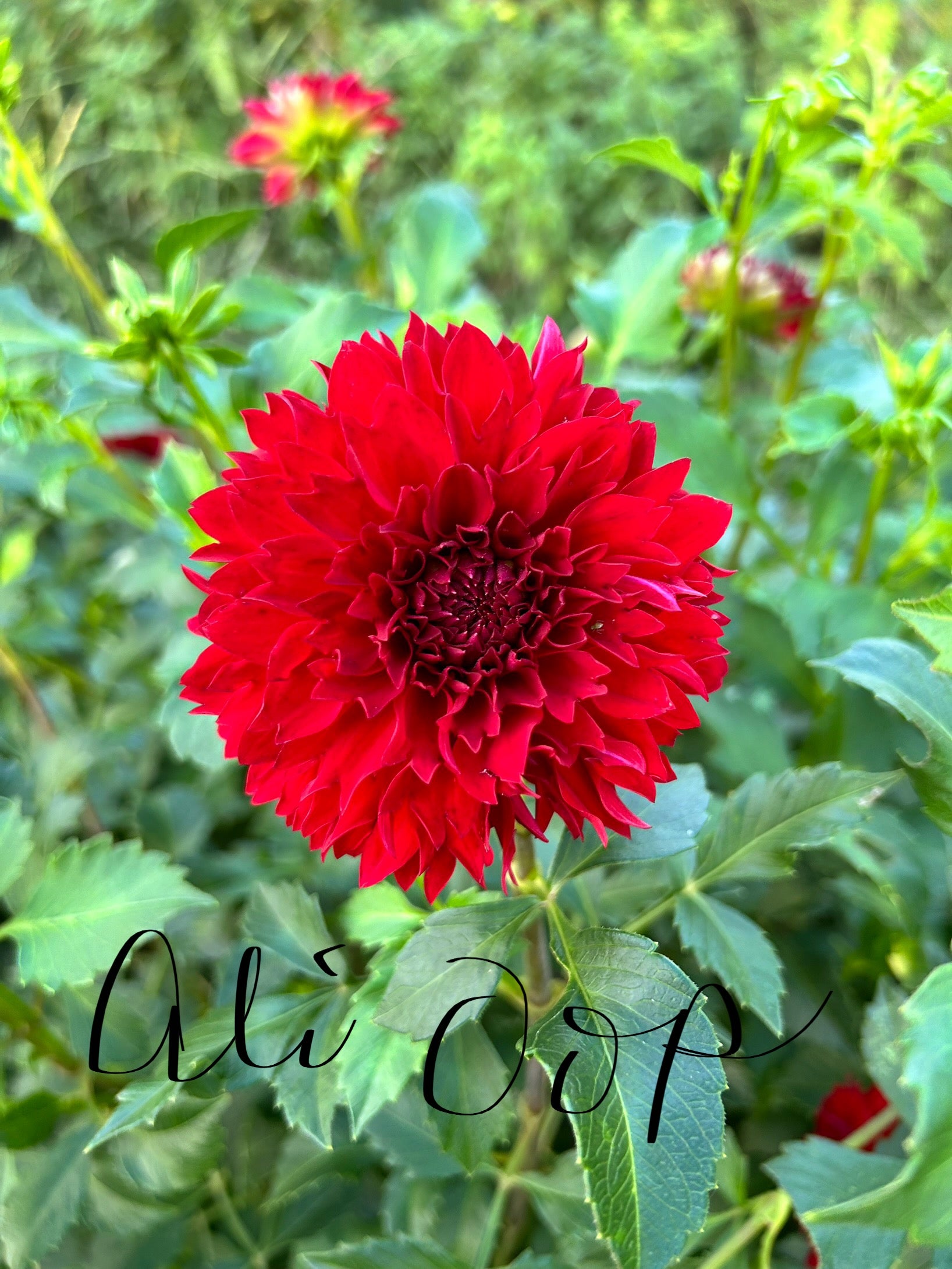 Ali Oop Dahlia Tuber