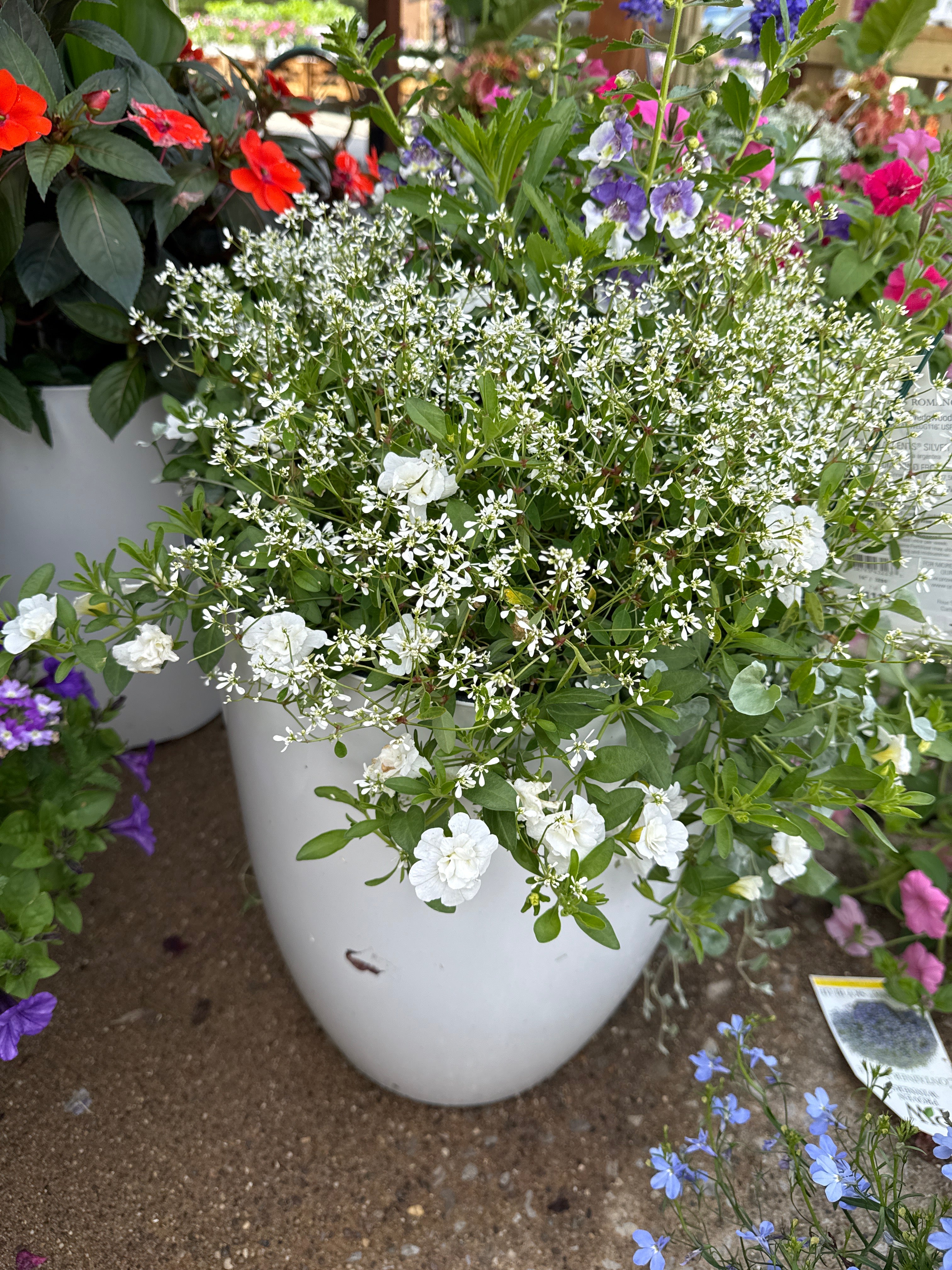 Queen’s Romance Premium Pot (PROVEN WINNERS®)