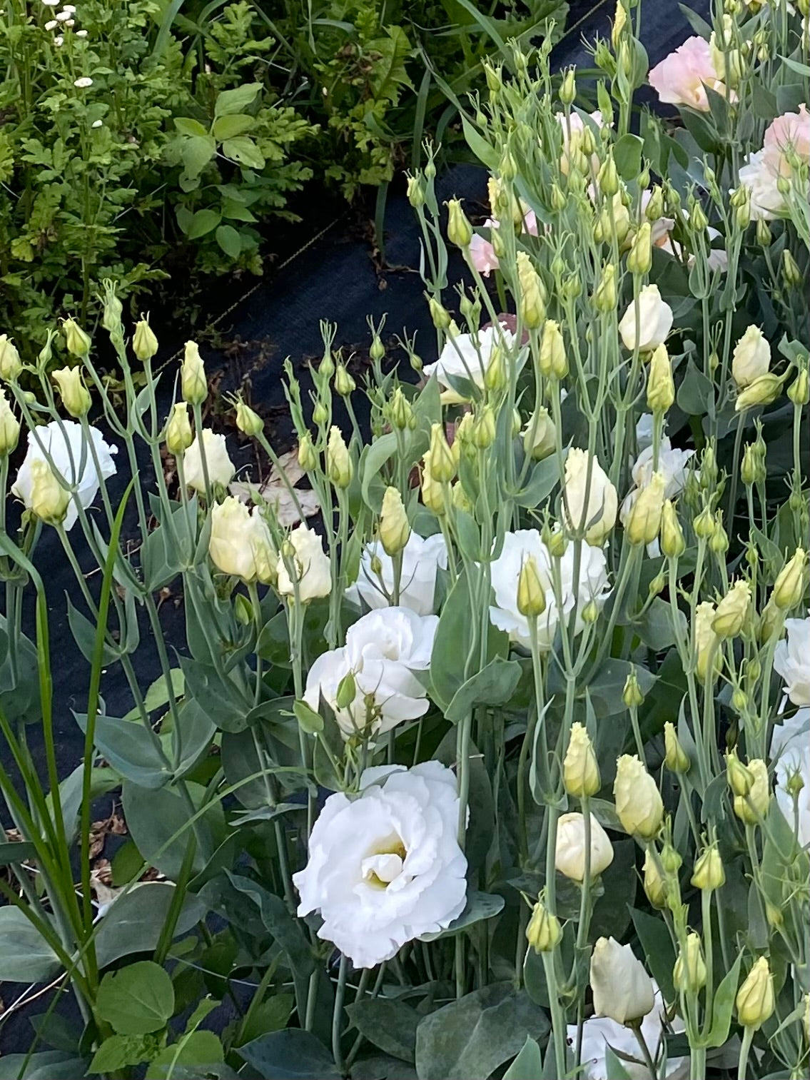 Mariachi Lisianthus Plugs – Pure White