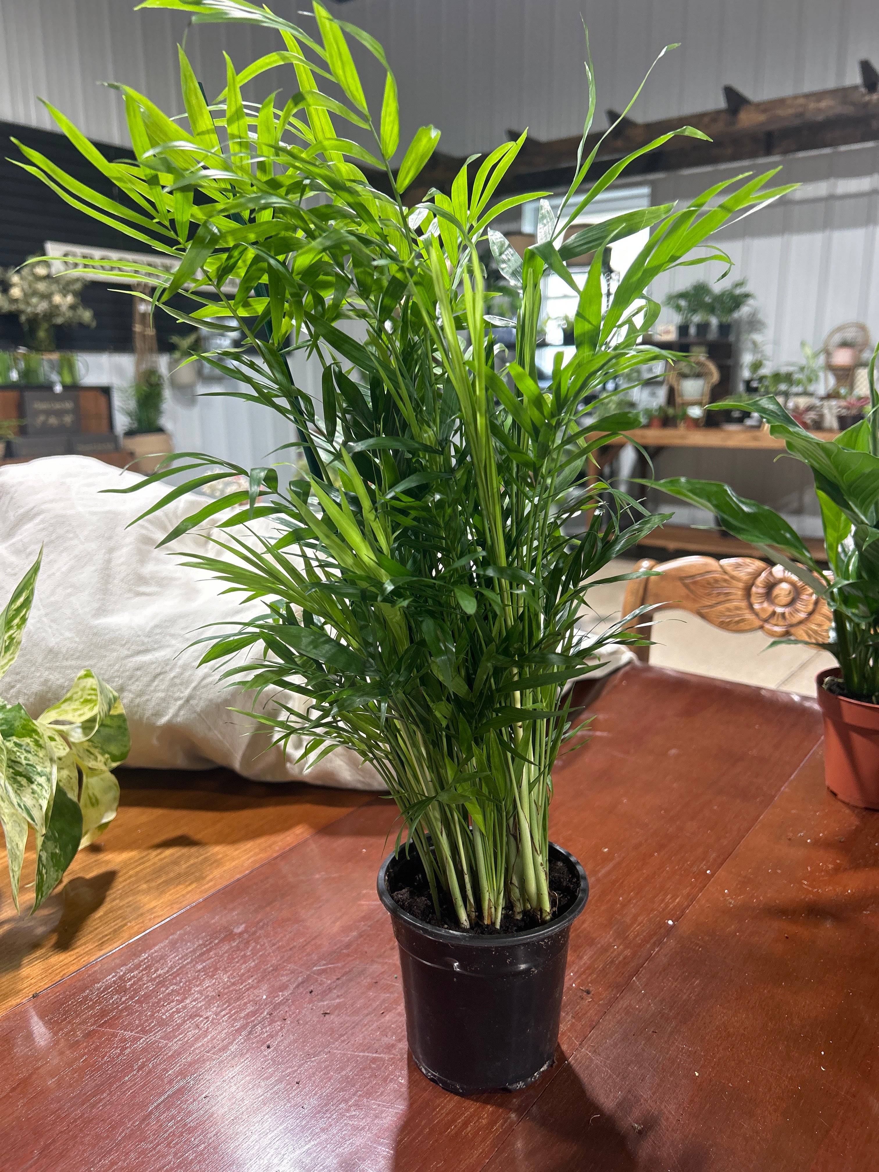 Neantha Bella Palm 4”