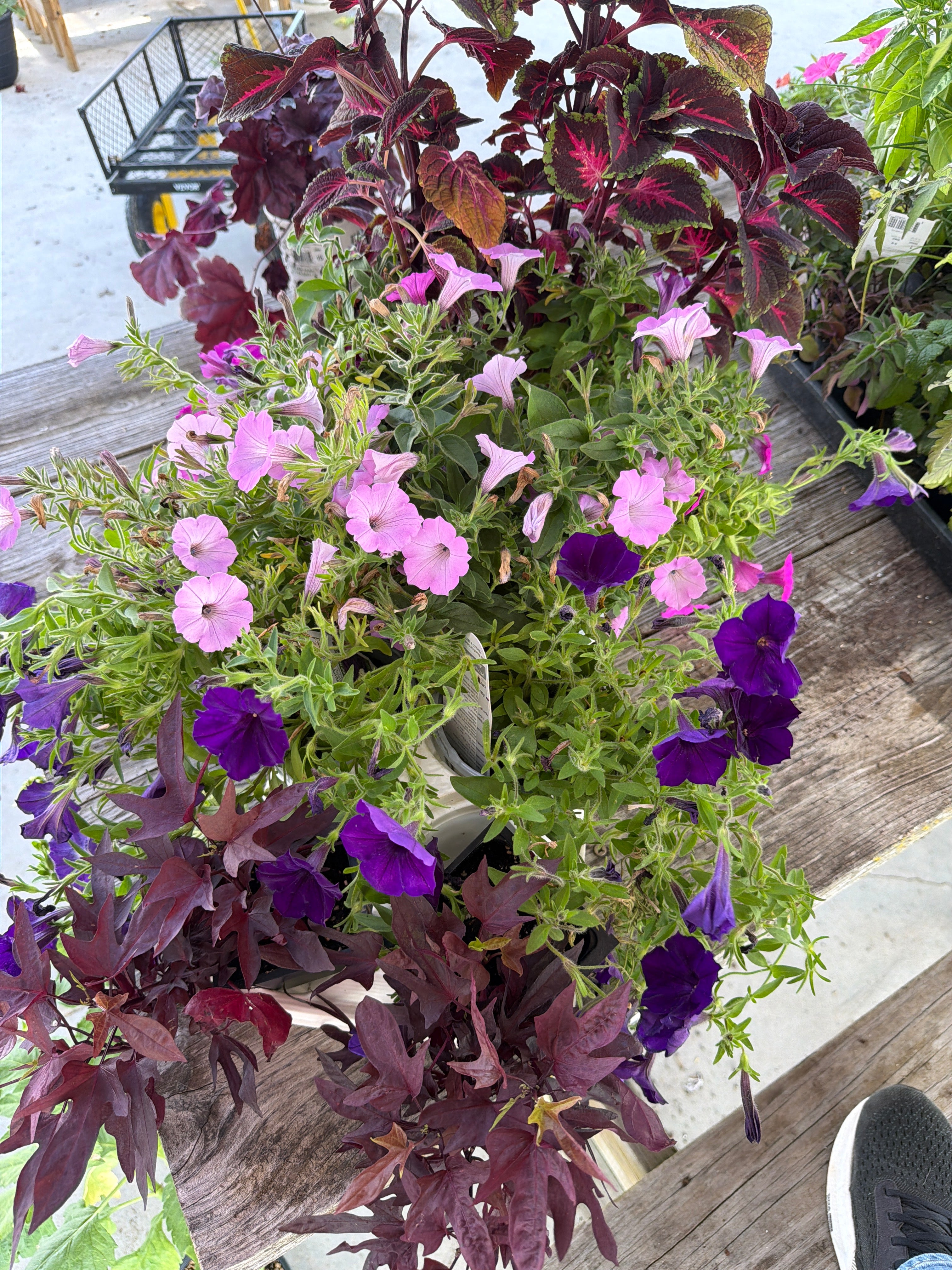 Coleus, supertunias, potato vine bundle